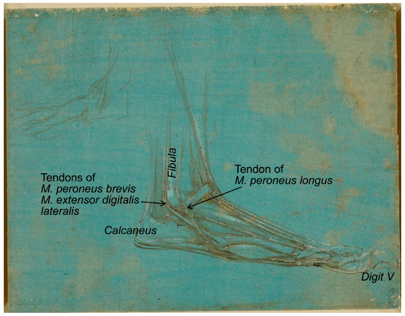 Animals 09 00435 g004