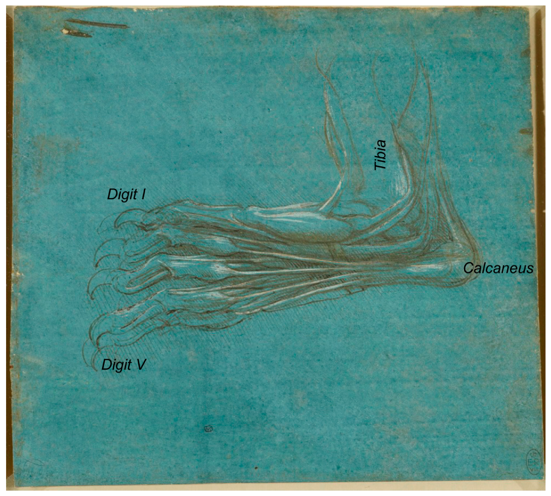 Animals 09 00435 g005