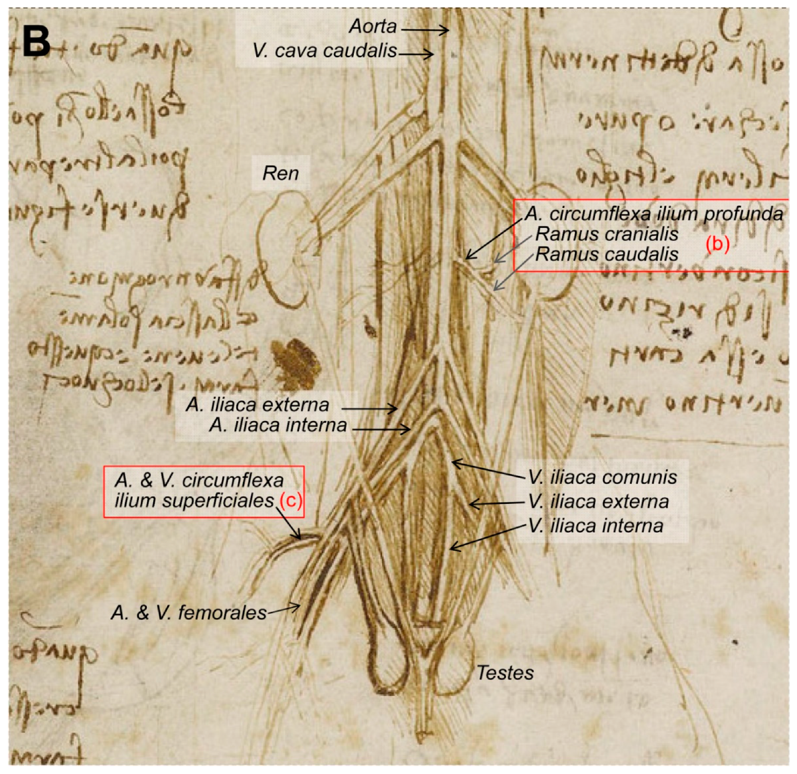 Animals 09 00435 g006b