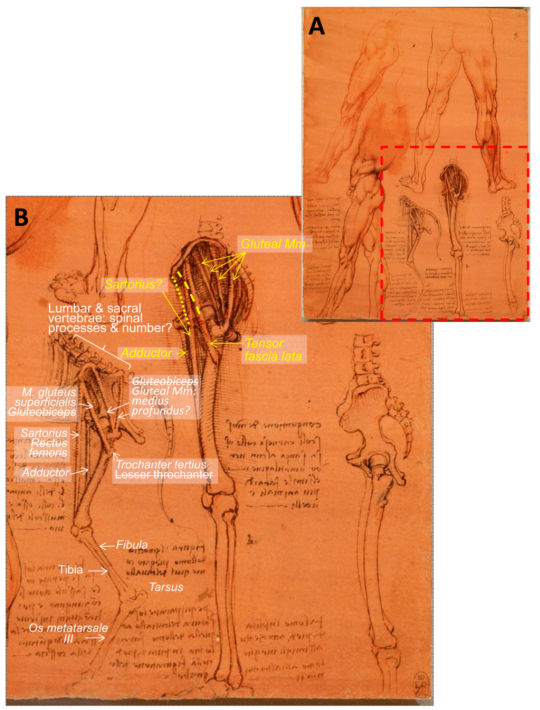 Animals 09 00435 g007