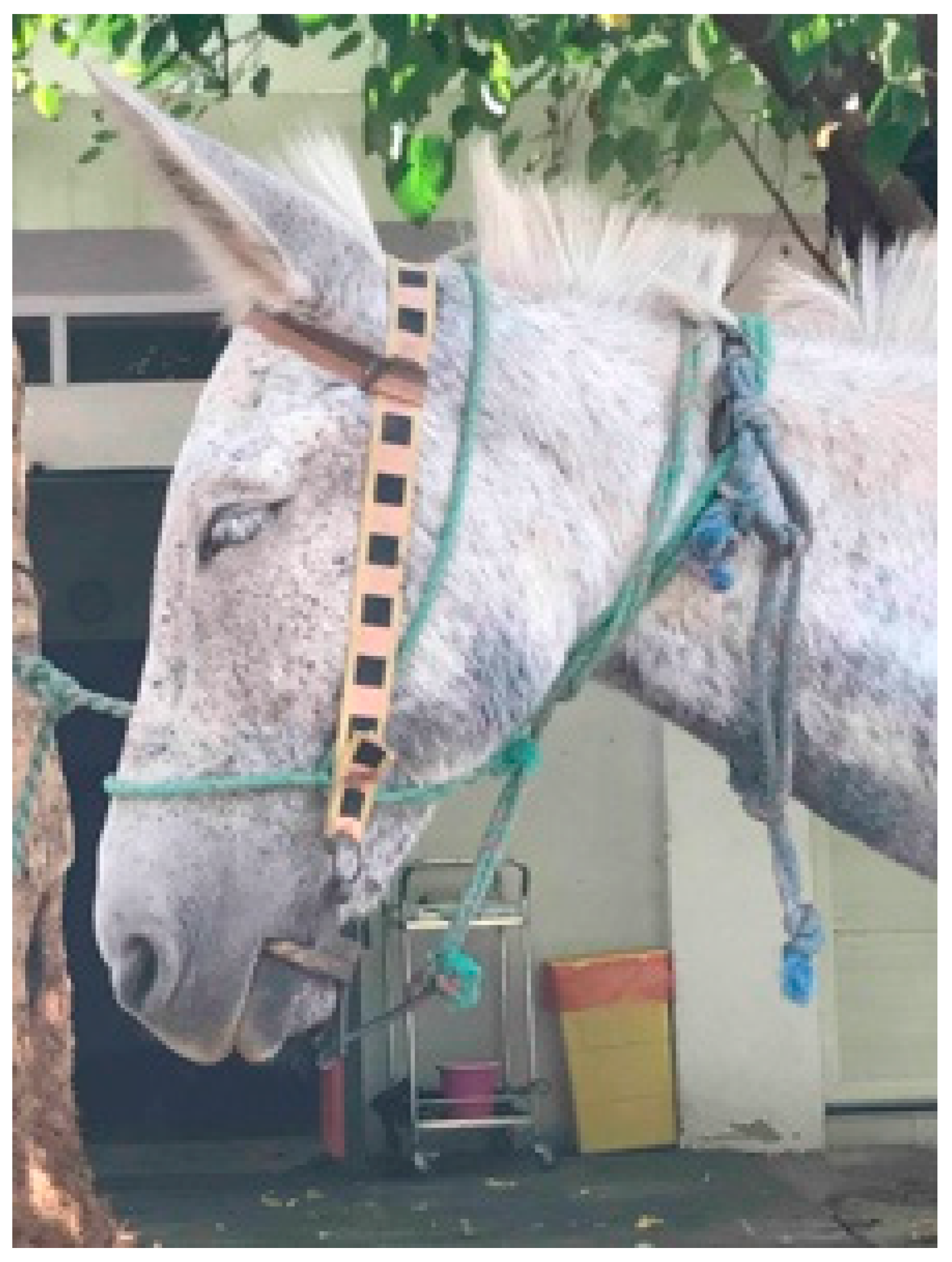 Animals 09 00488 g002