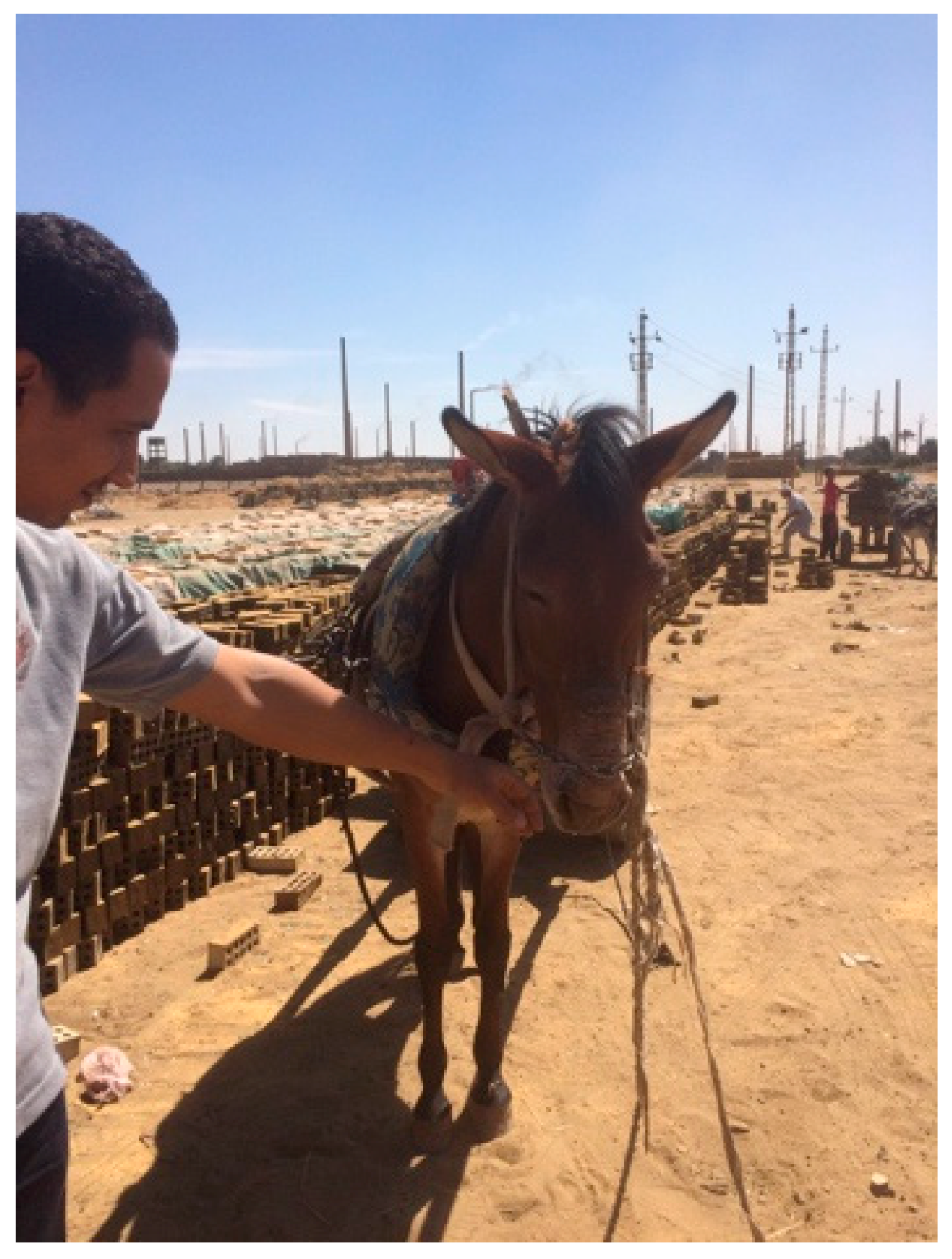 Animals 09 00488 g005