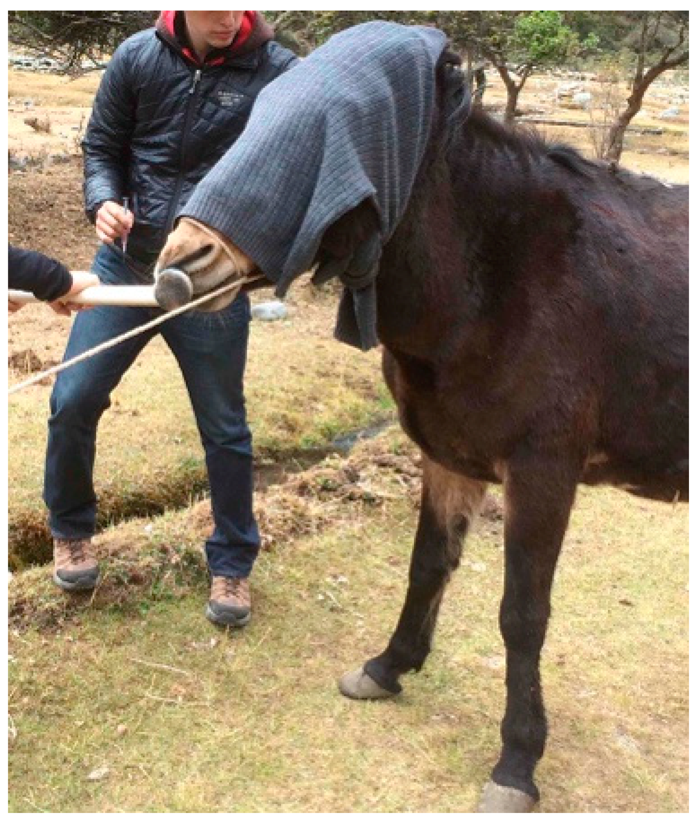 Animals 09 00488 g006