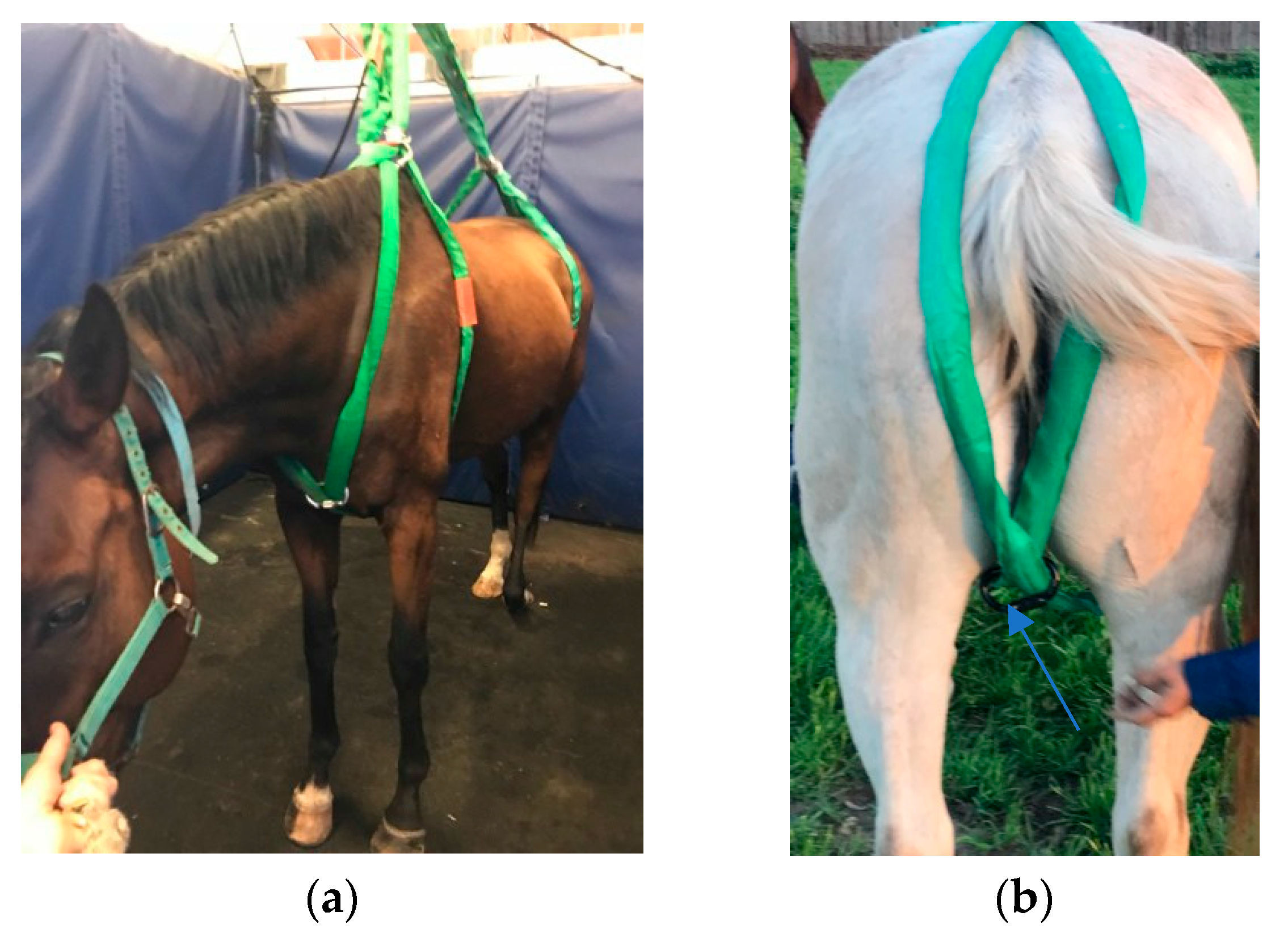 Animals 09 00511 g001a