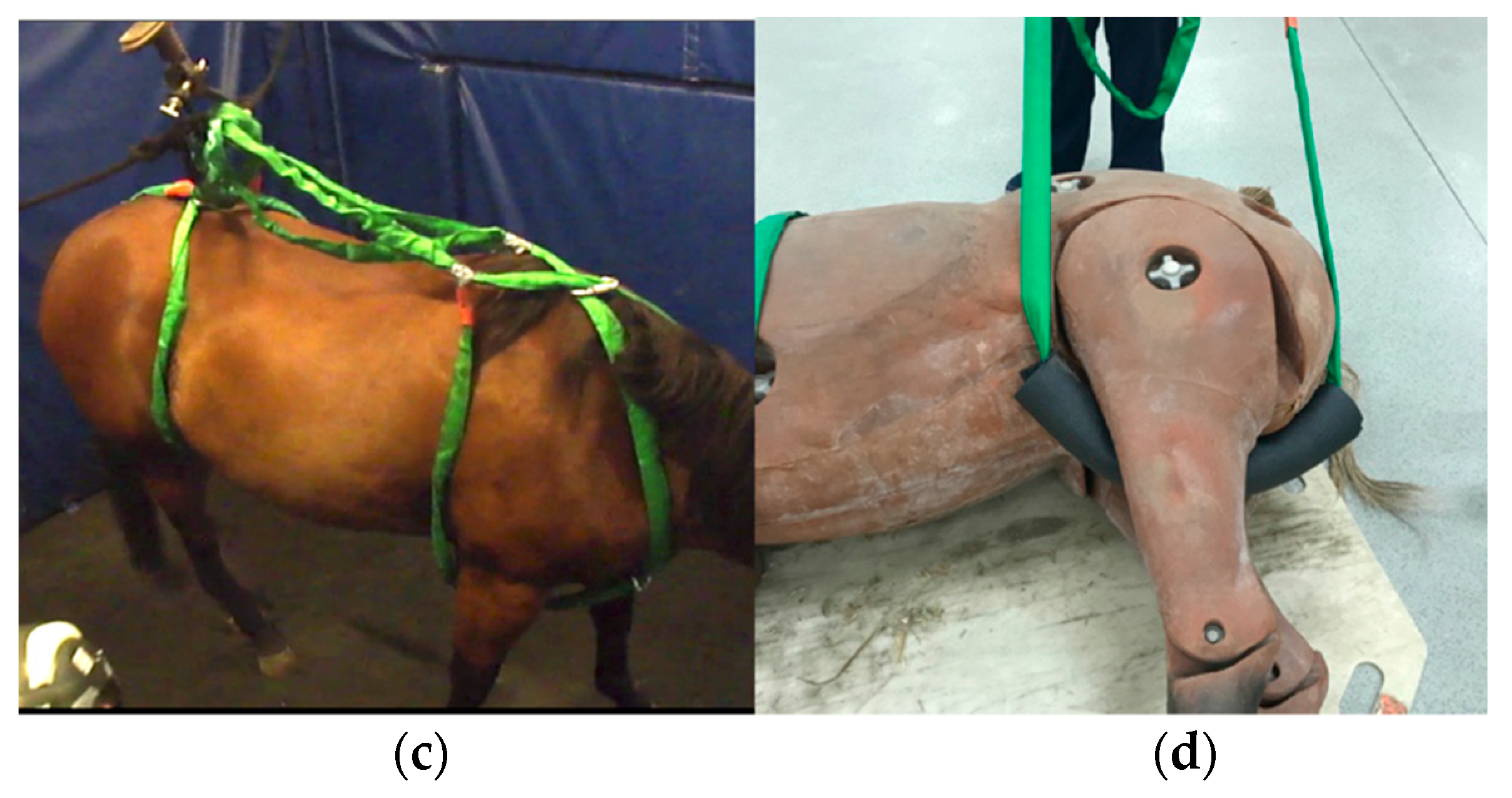 Animals 09 00511 g001b