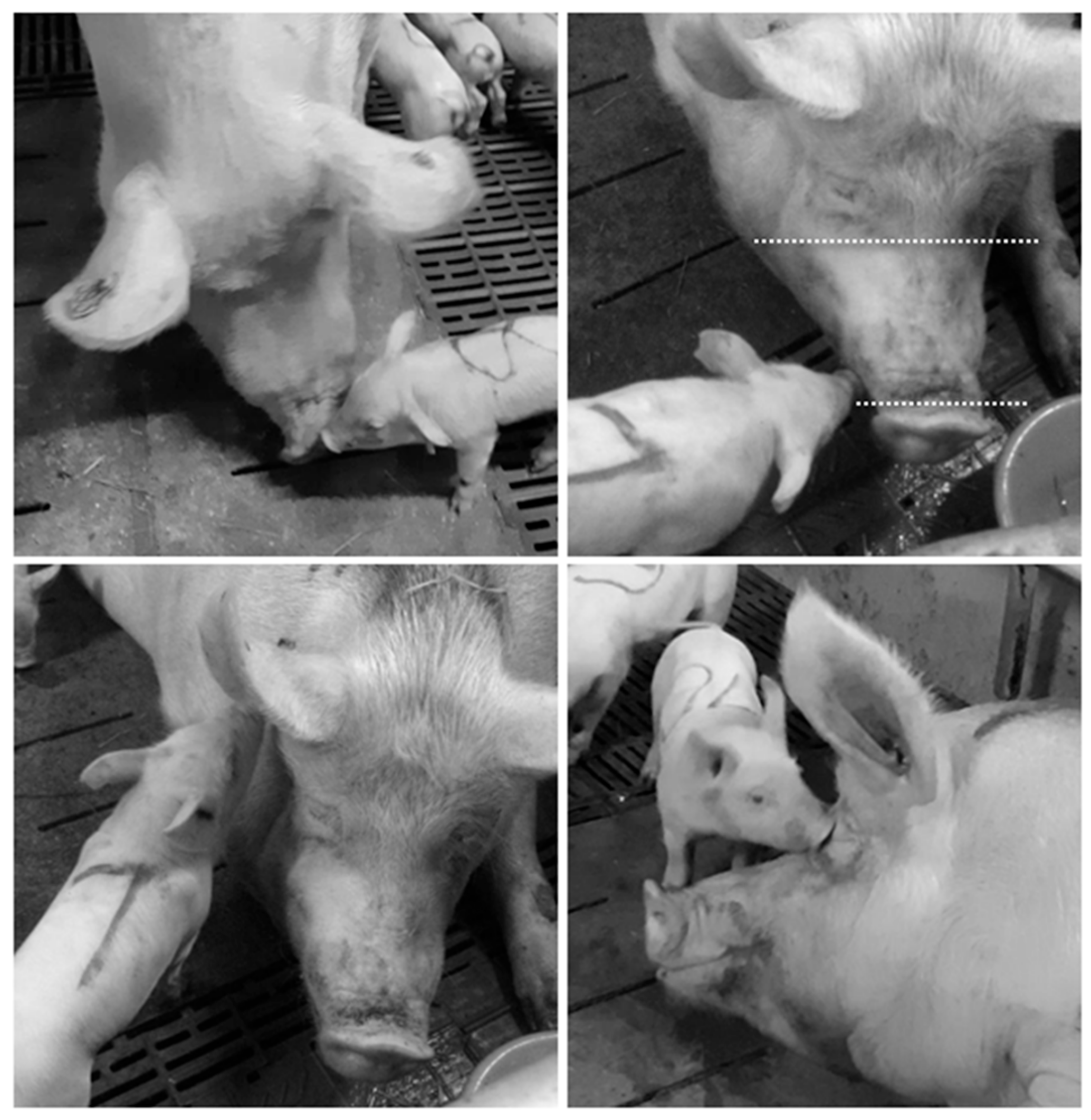 Animals 09 00513 g001 Animals 09 00513 g001