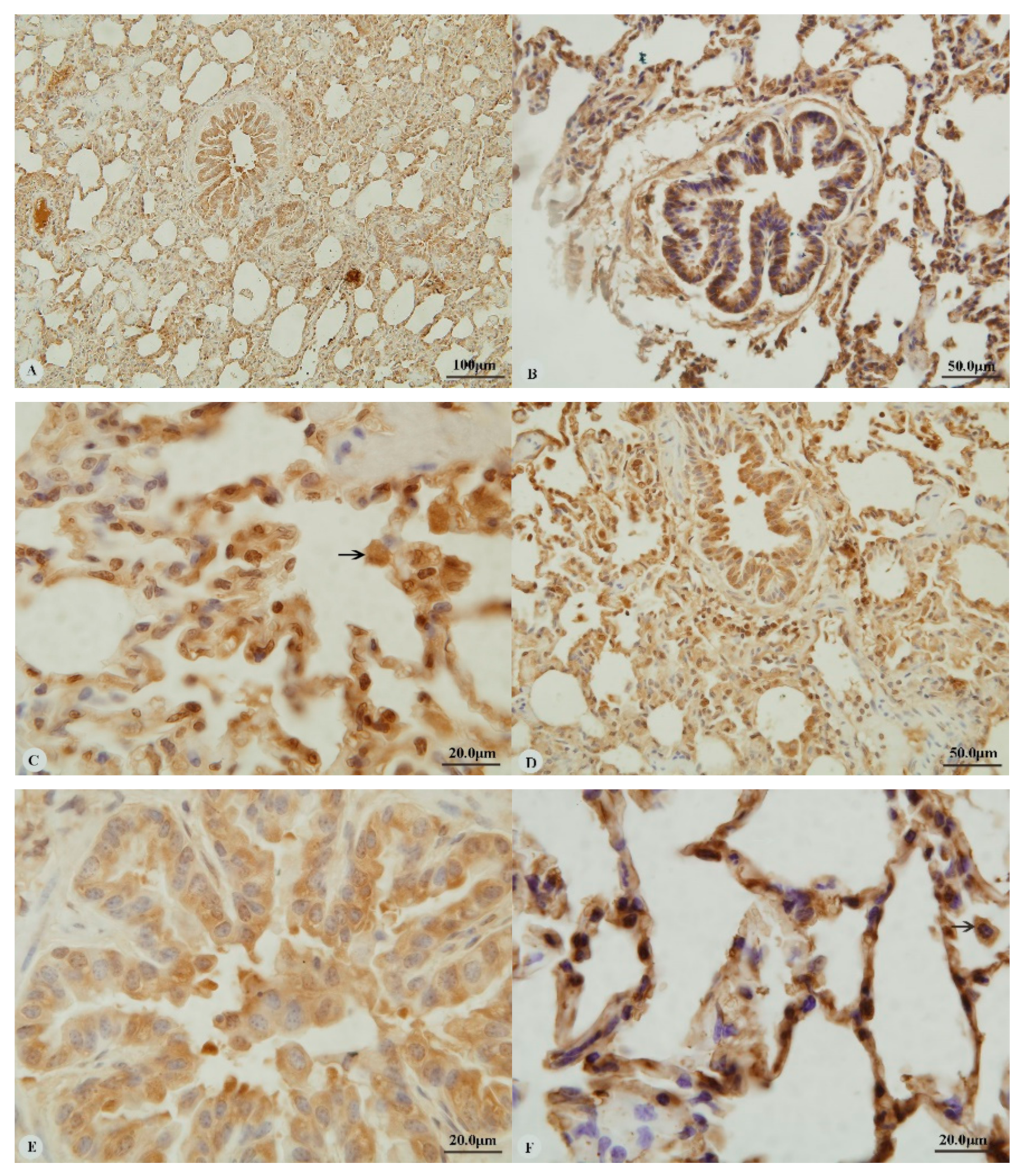 Animals 09 00673 g002a