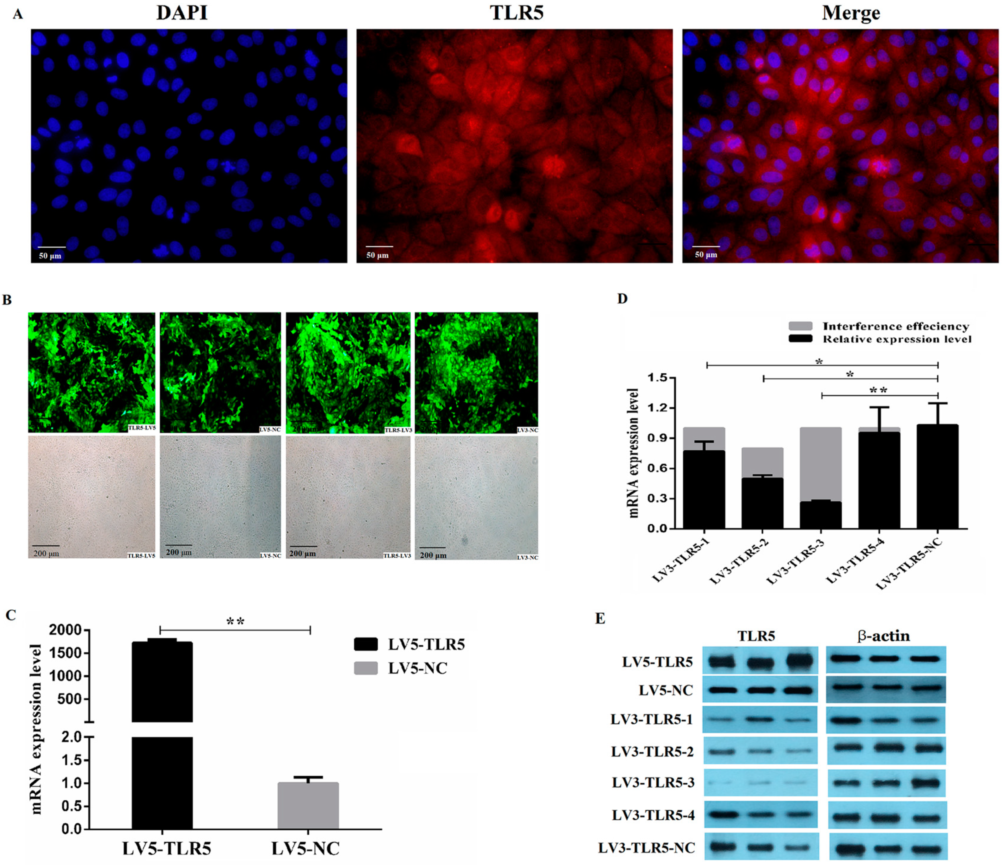 Animals 09 00735 g002