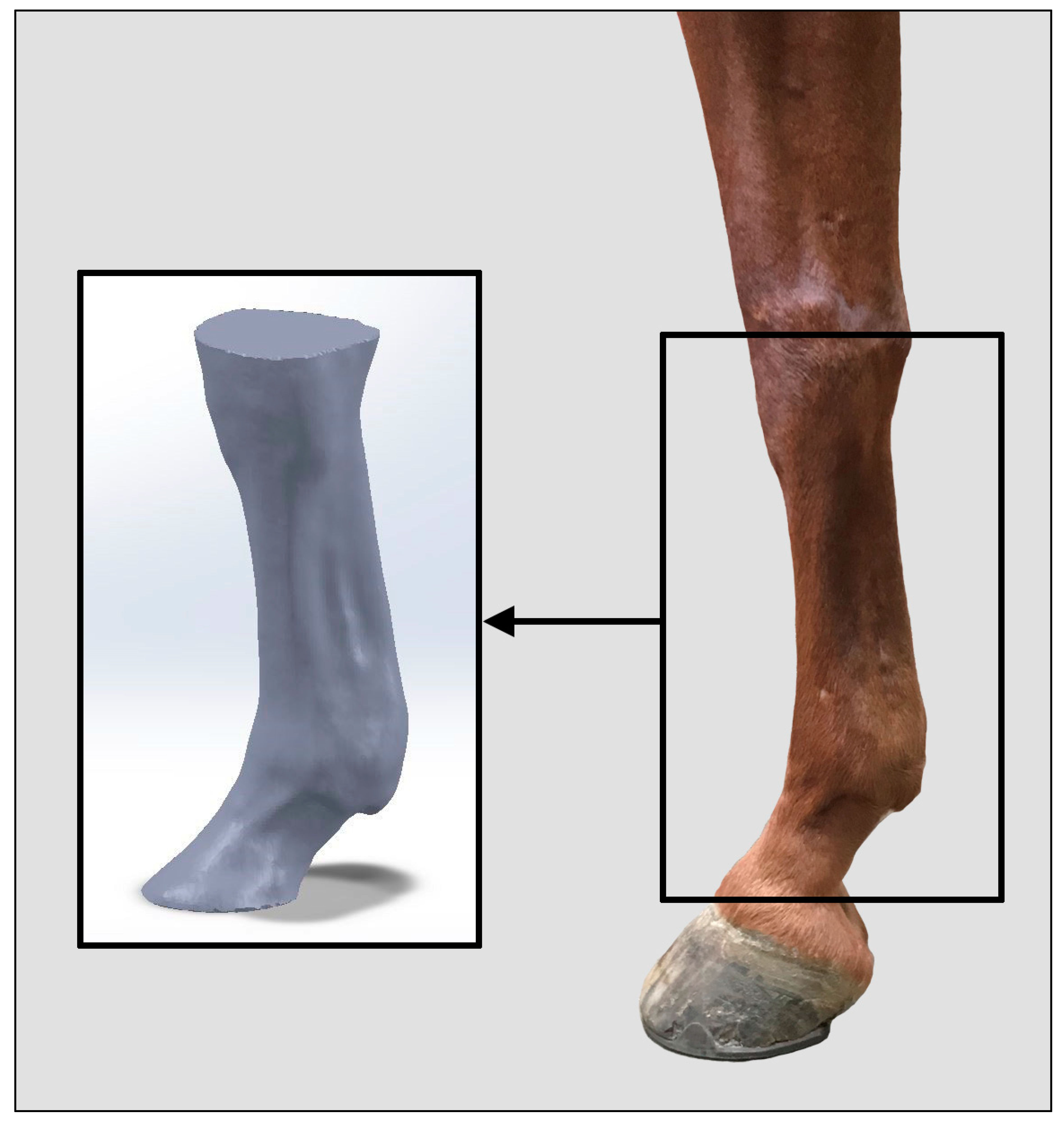 Animals 09 00751 g001 Animals 09 00751 g001