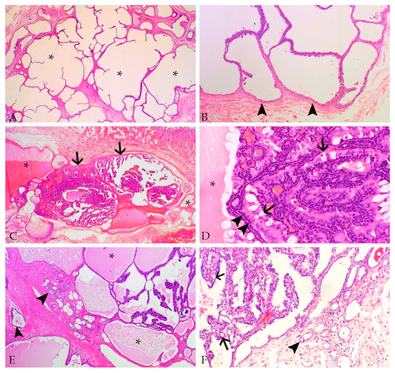 Animals 09 00762 g001