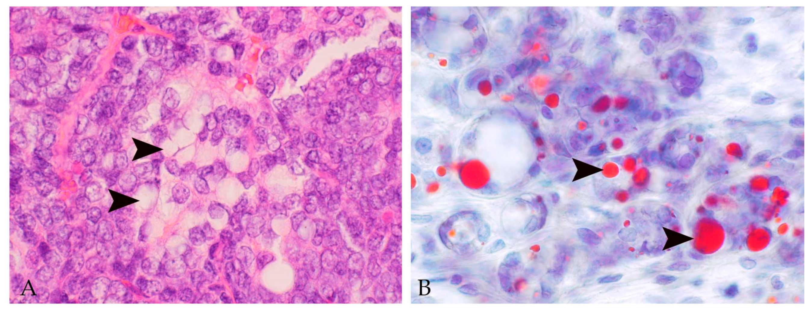 Animals 09 00762 g002