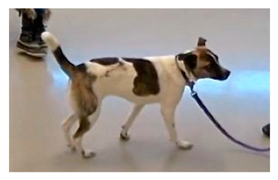 Animals 09 00767 i001 Animals 09 00767 i001