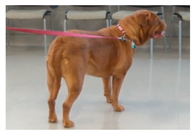 Animals 09 00767 i003 Animals 09 00767 i003