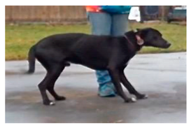 Animals 09 00767 i004 Animals 09 00767 i004