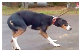 Animals 09 00767 i005 Animals 09 00767 i005