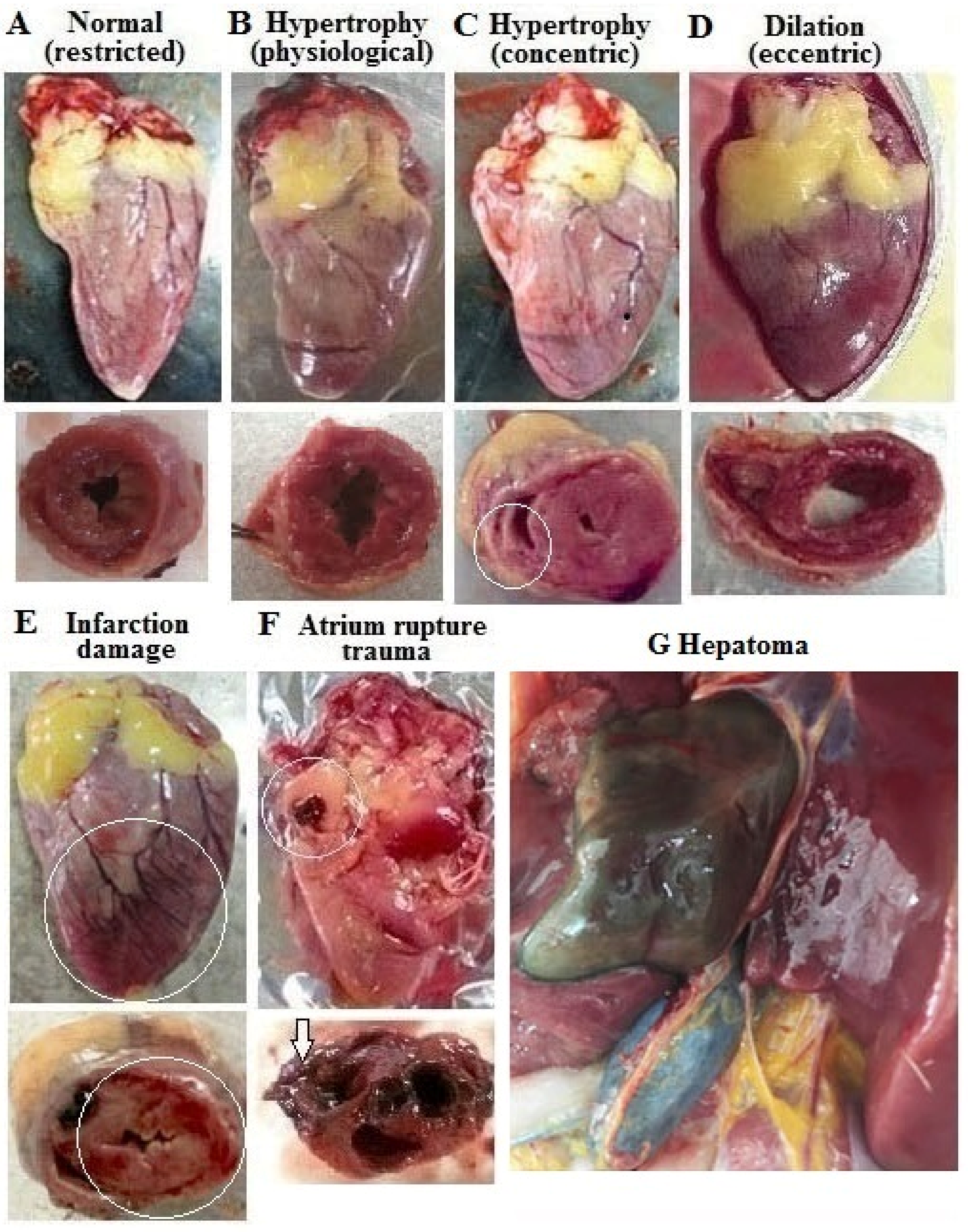 Animals 09 00770 g001