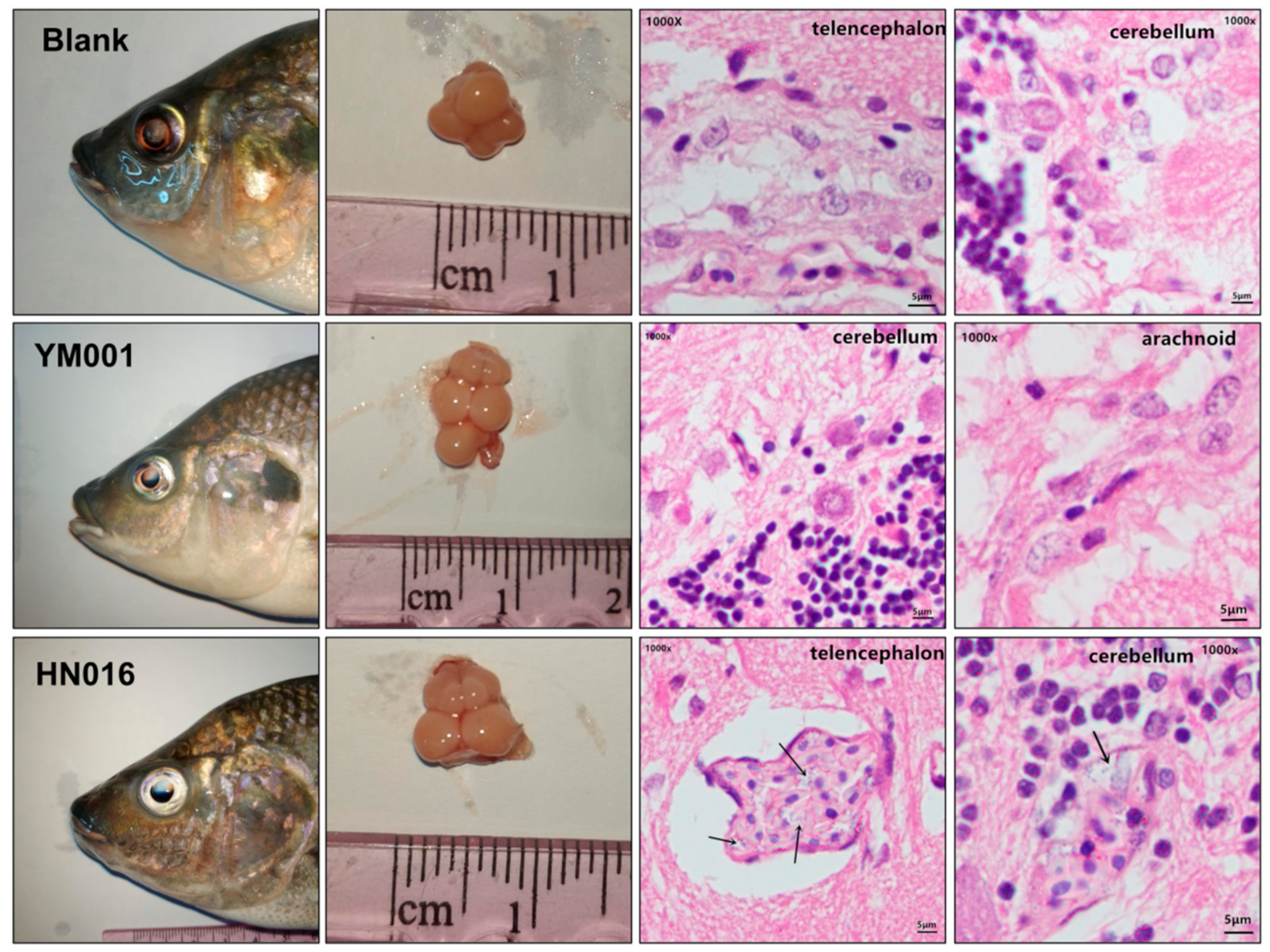 Animals 09 00818 g002