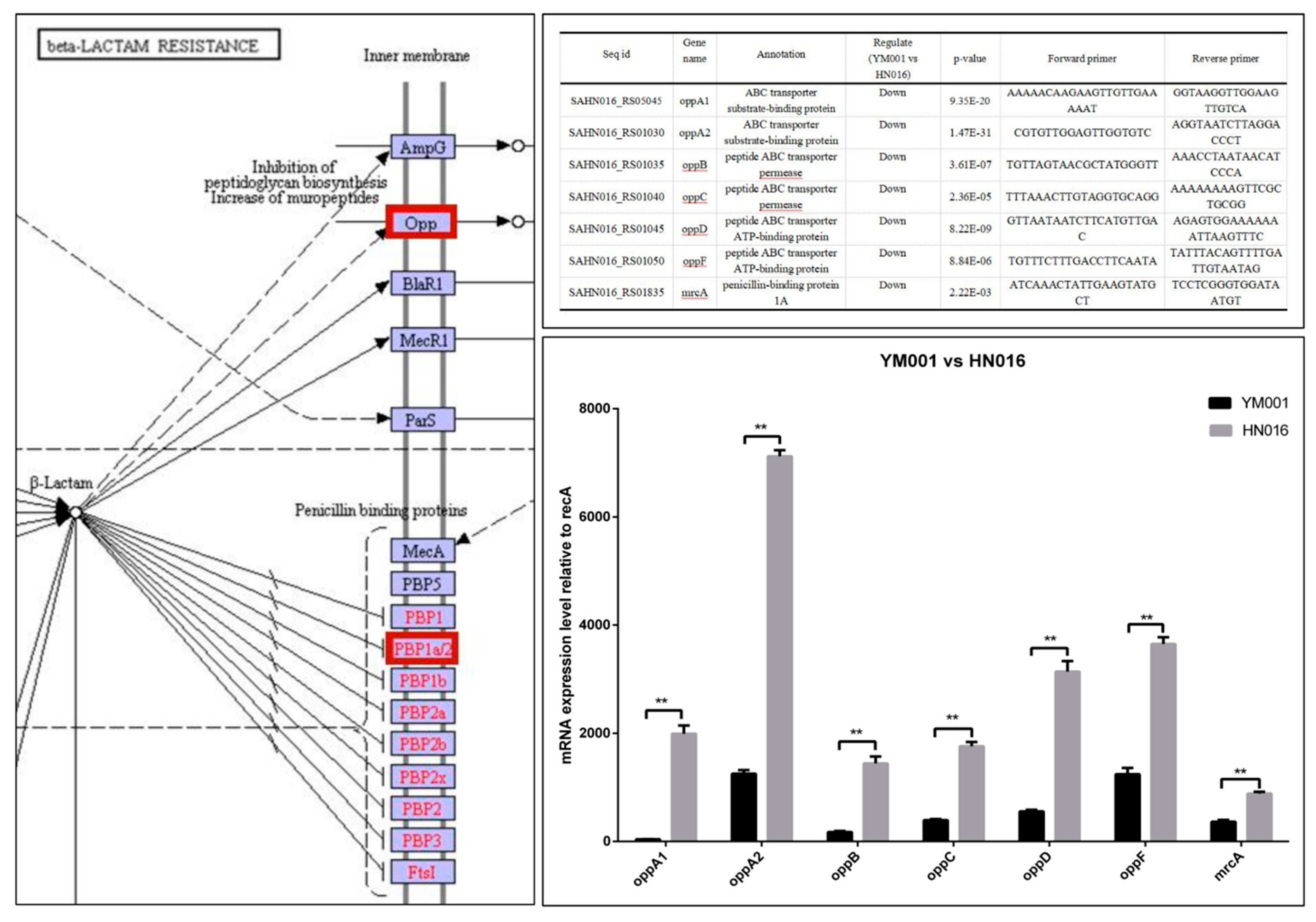 Animals 09 00818 g005