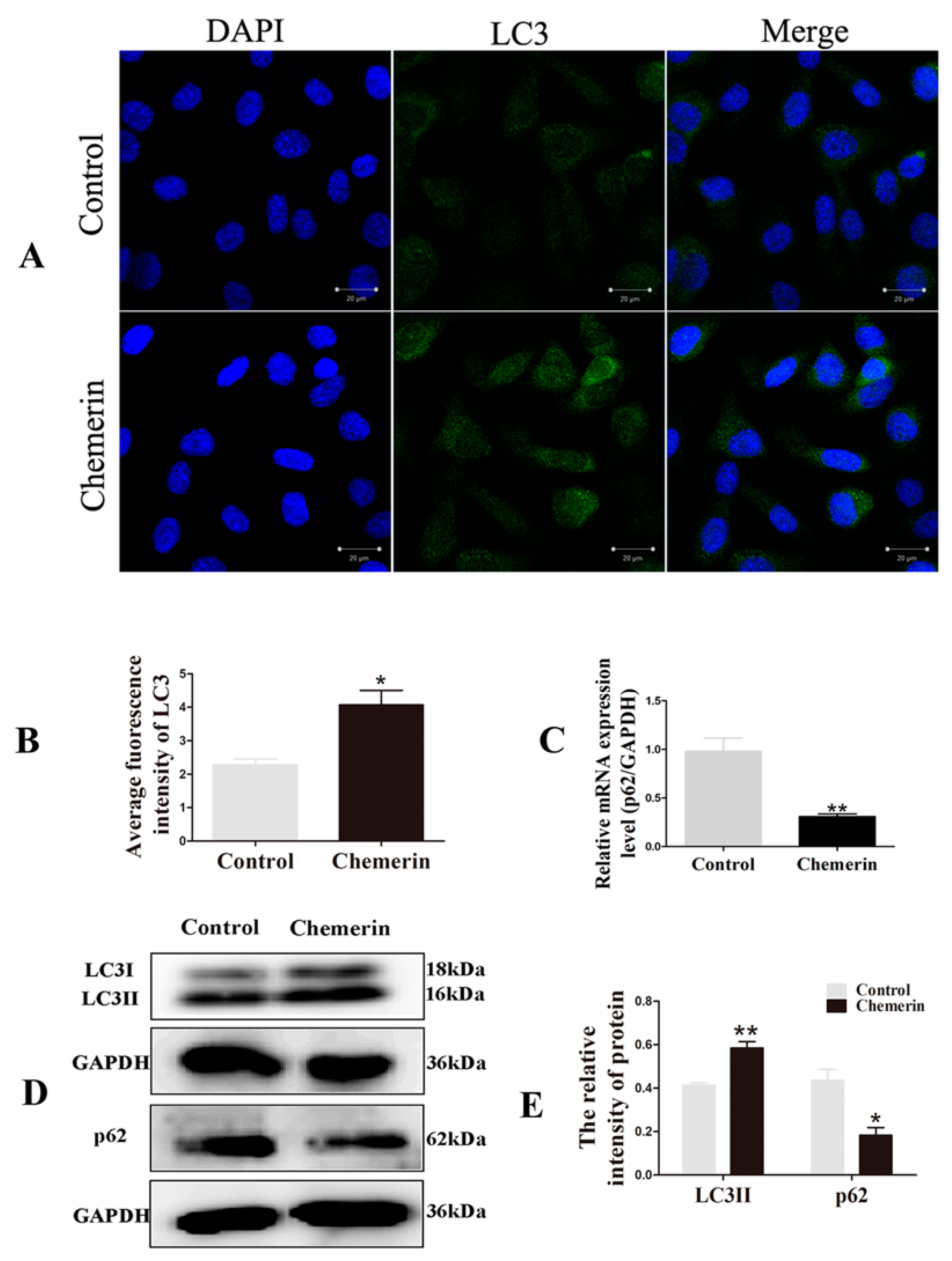 Animals 09 00848 g002