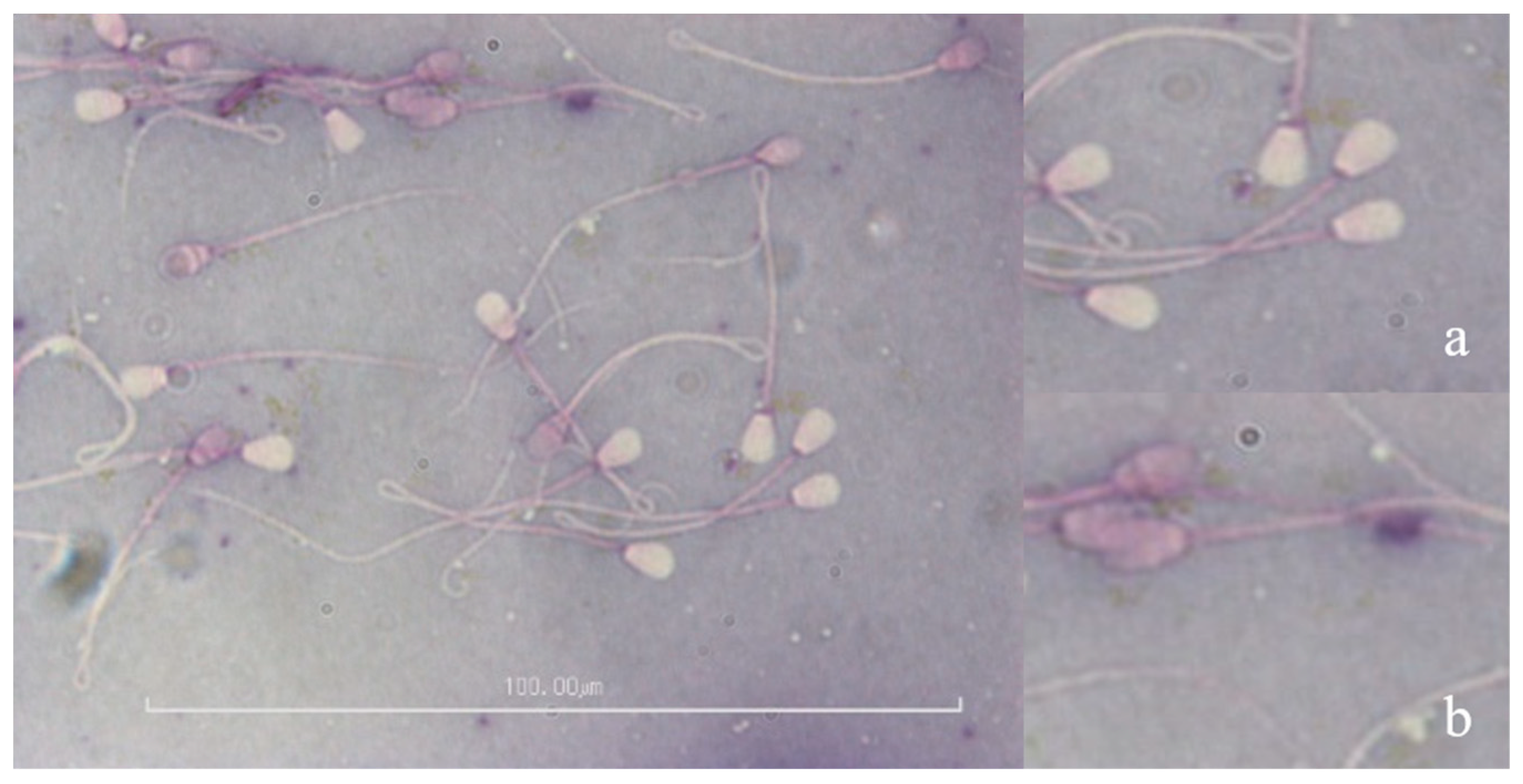 Animals 09 00865 g002