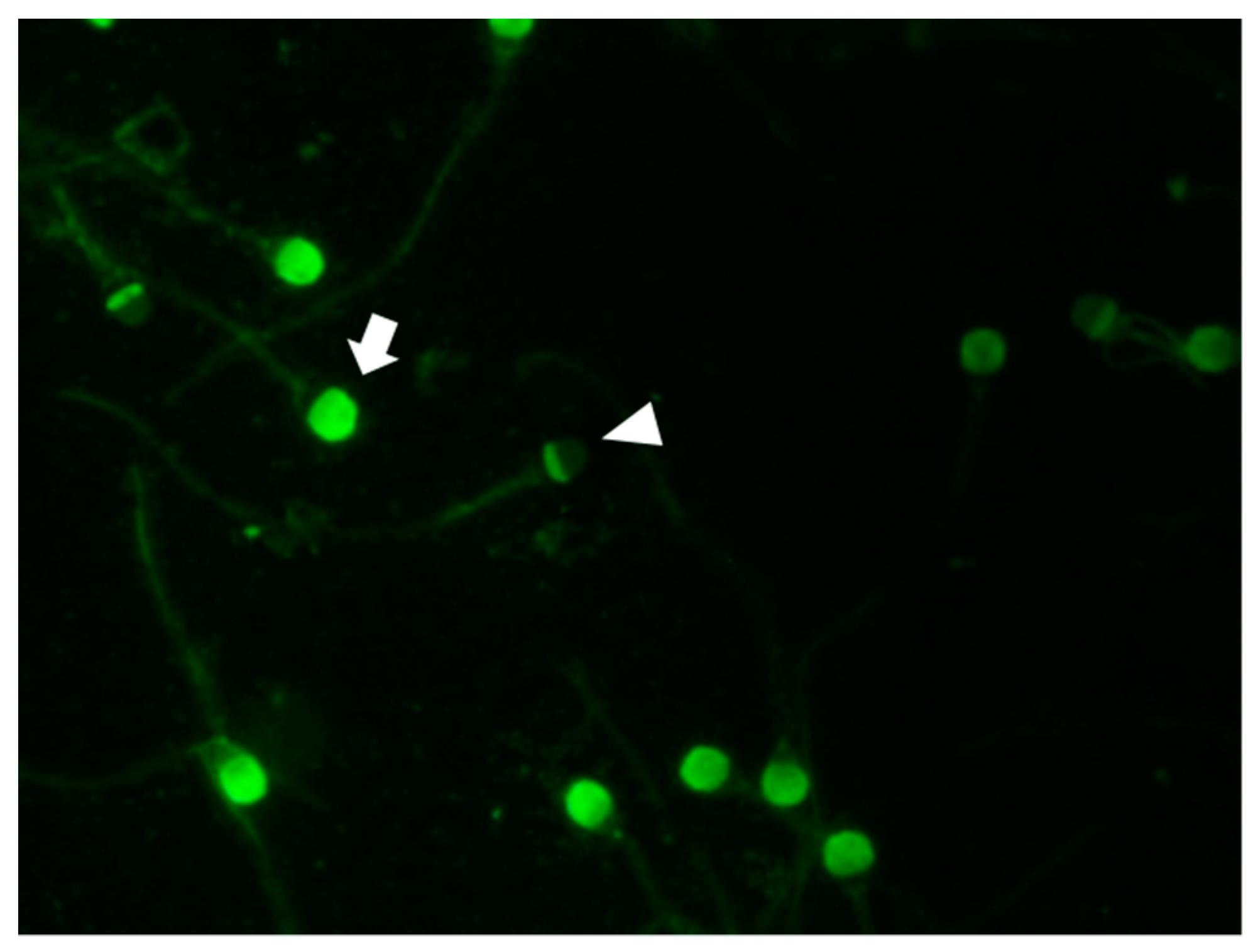 Animals 09 00865 g003