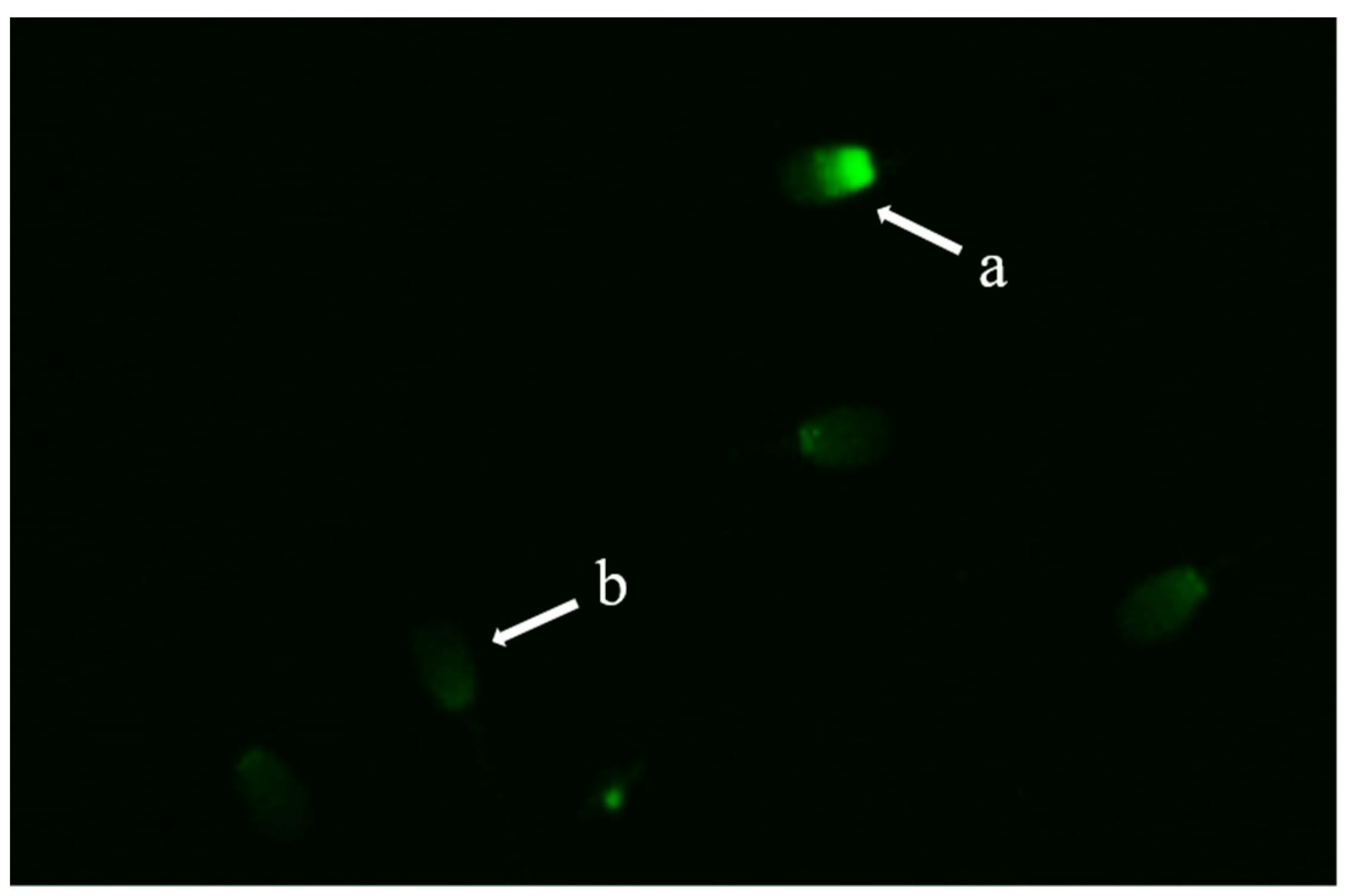 Animals 09 00865 g004