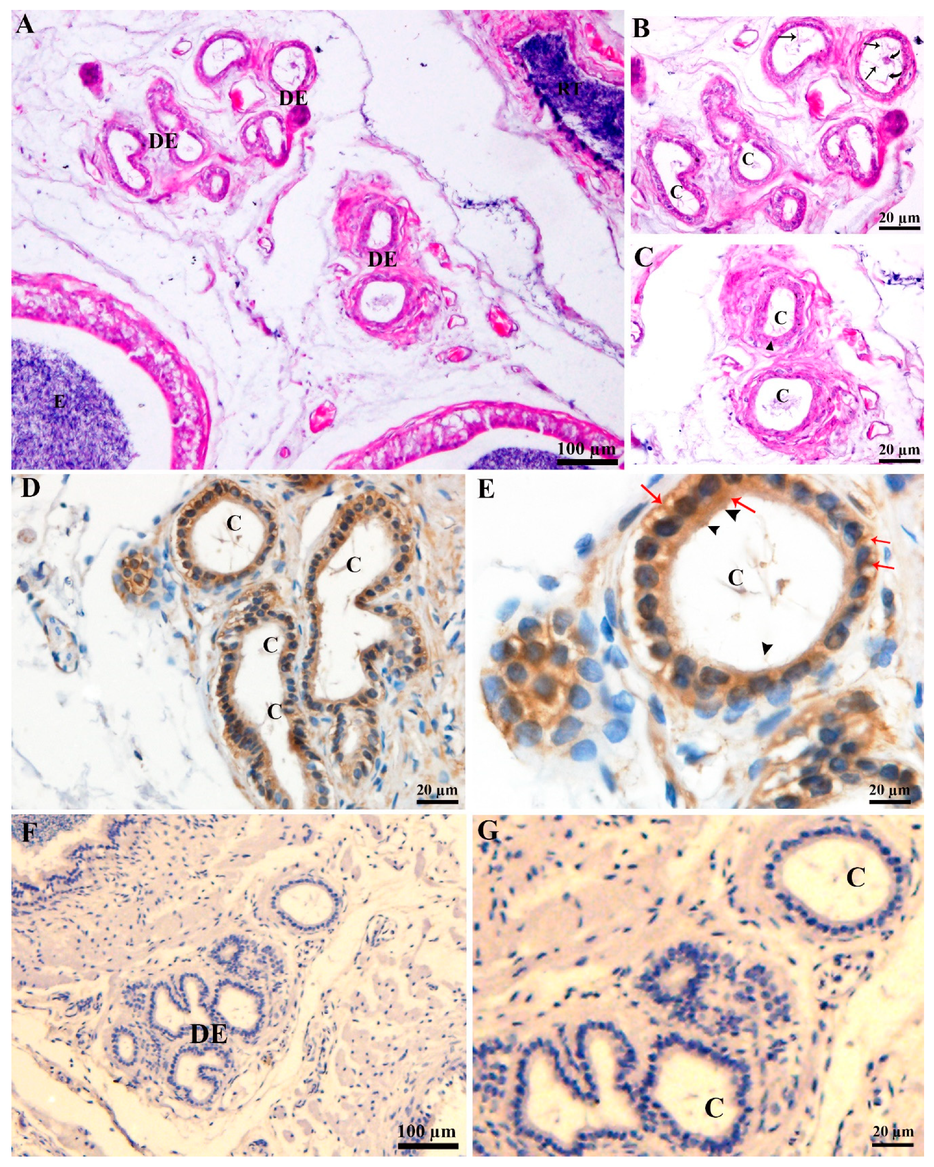 Animals 09 00888 g001