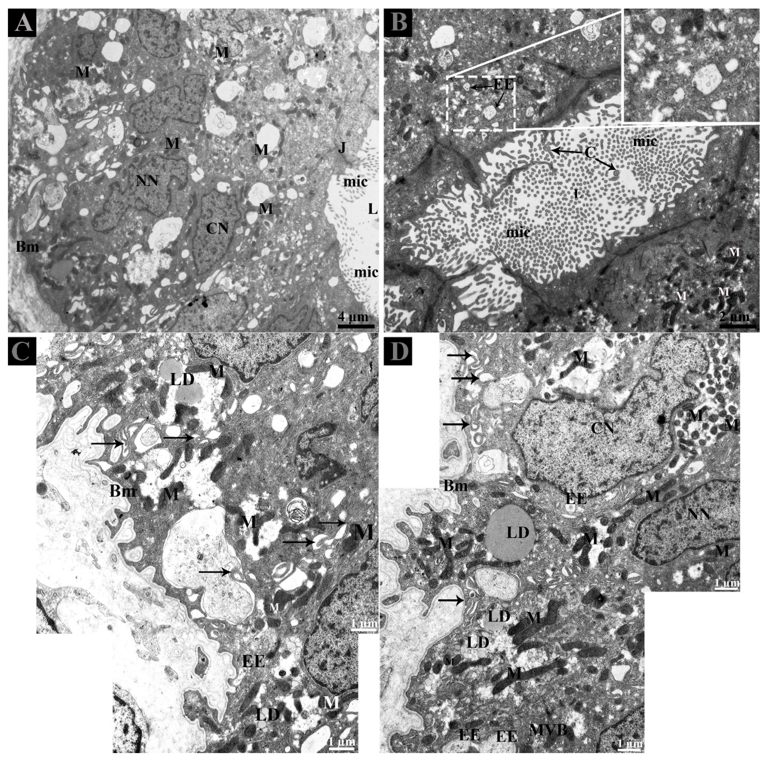 Animals 09 00888 g002