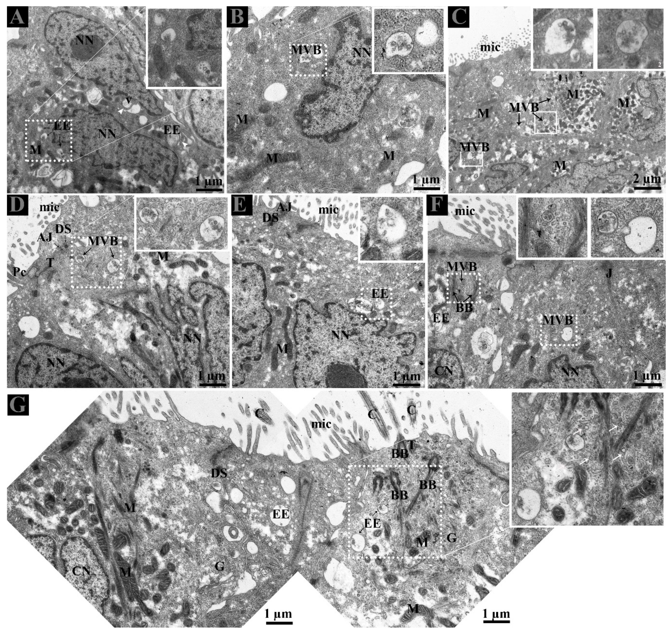 Animals 09 00888 g003