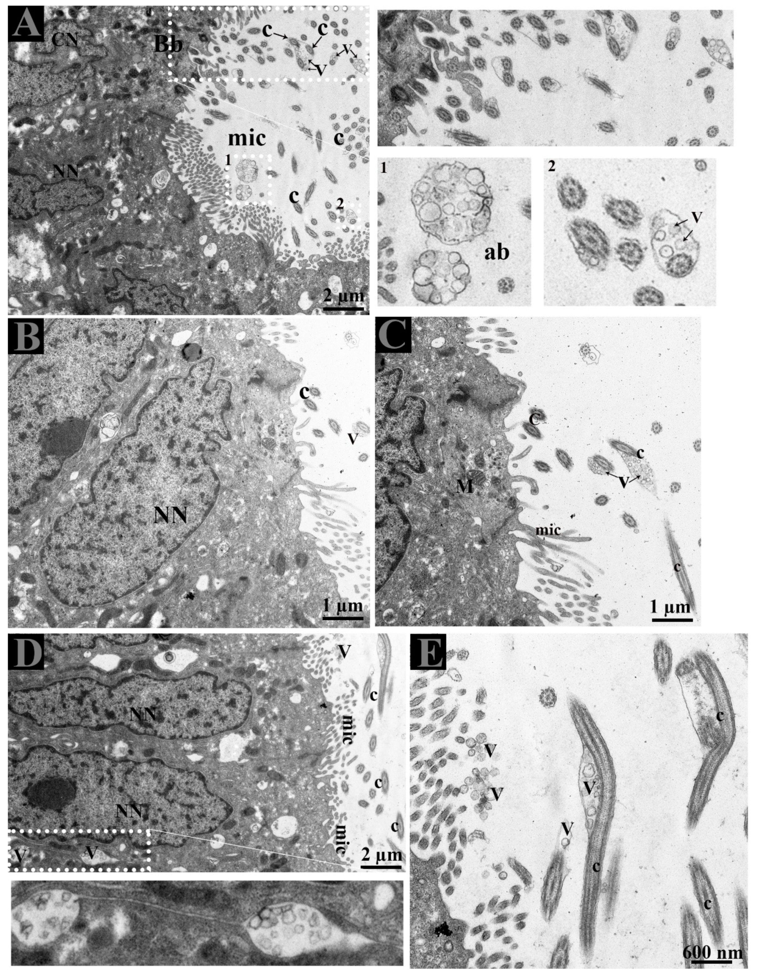 Animals 09 00888 g004