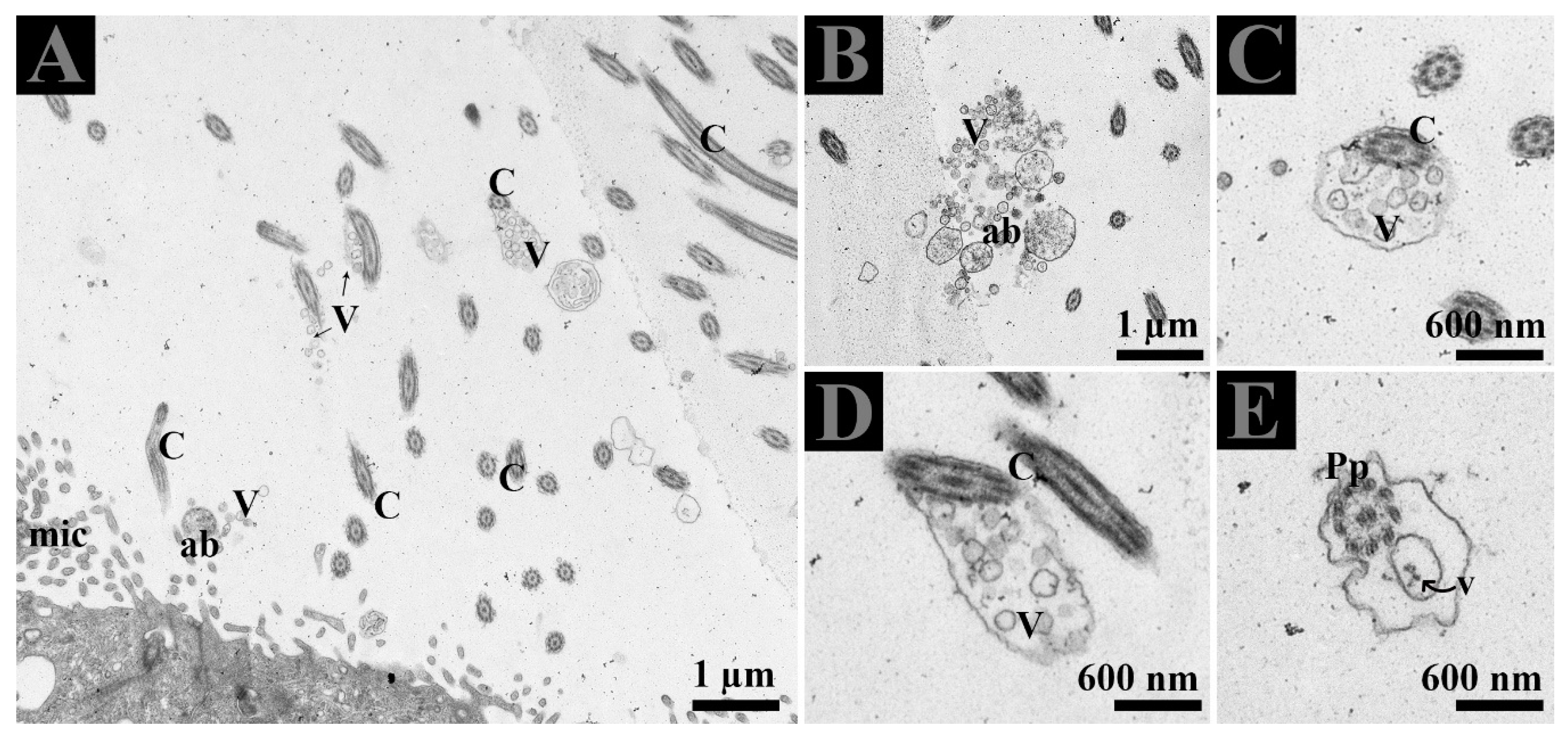 Animals 09 00888 g005