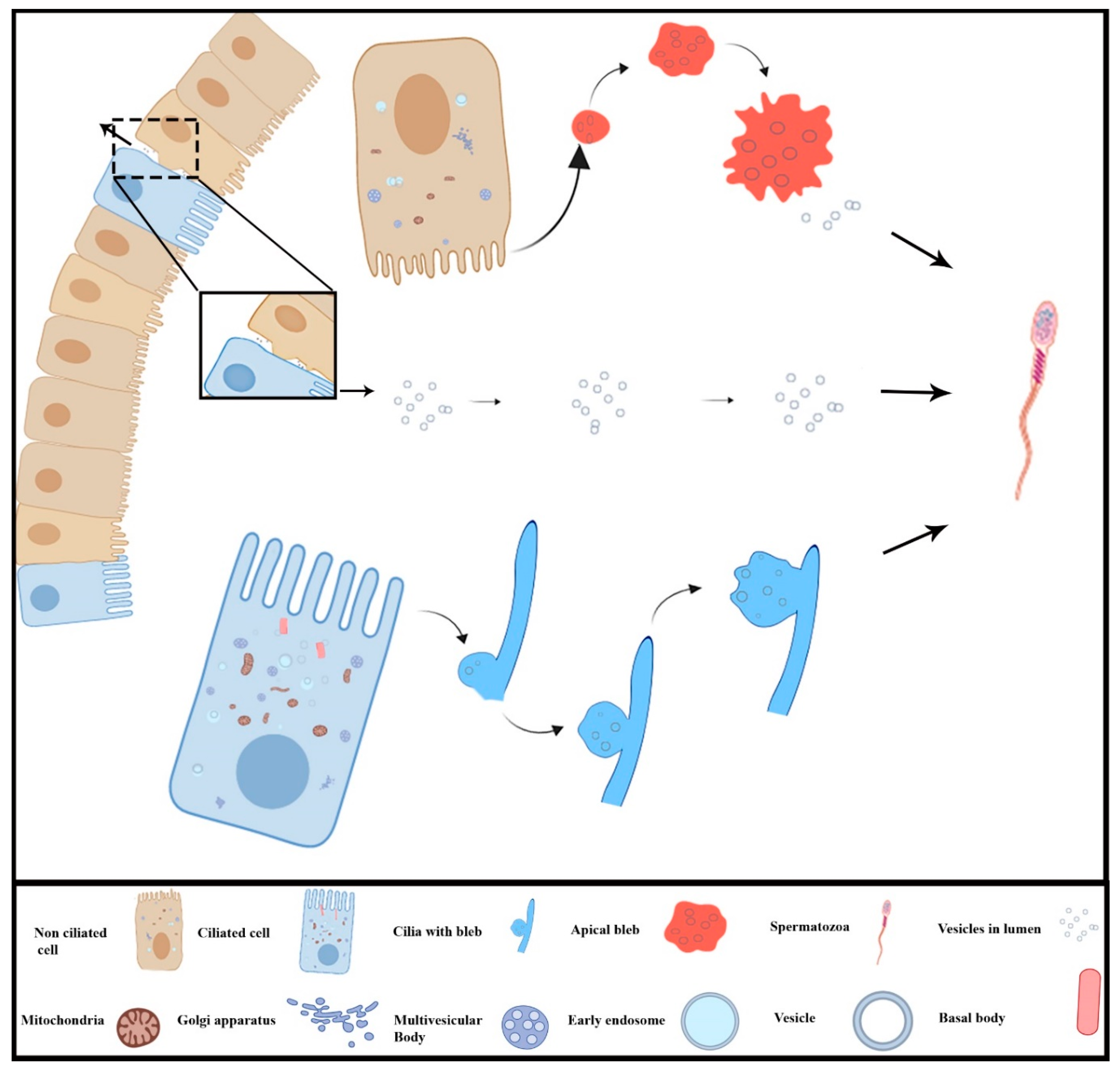 Animals 09 00888 g006