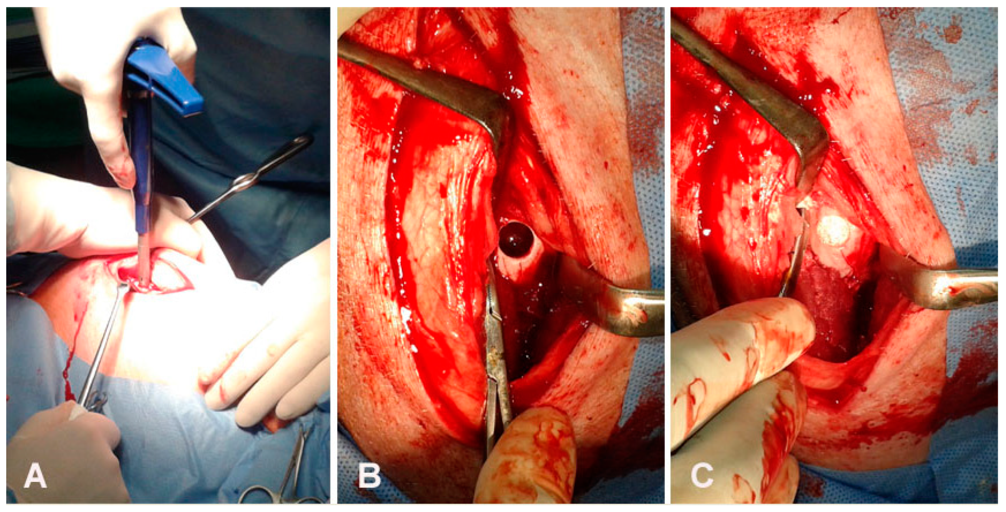 Animals 09 00931 g002