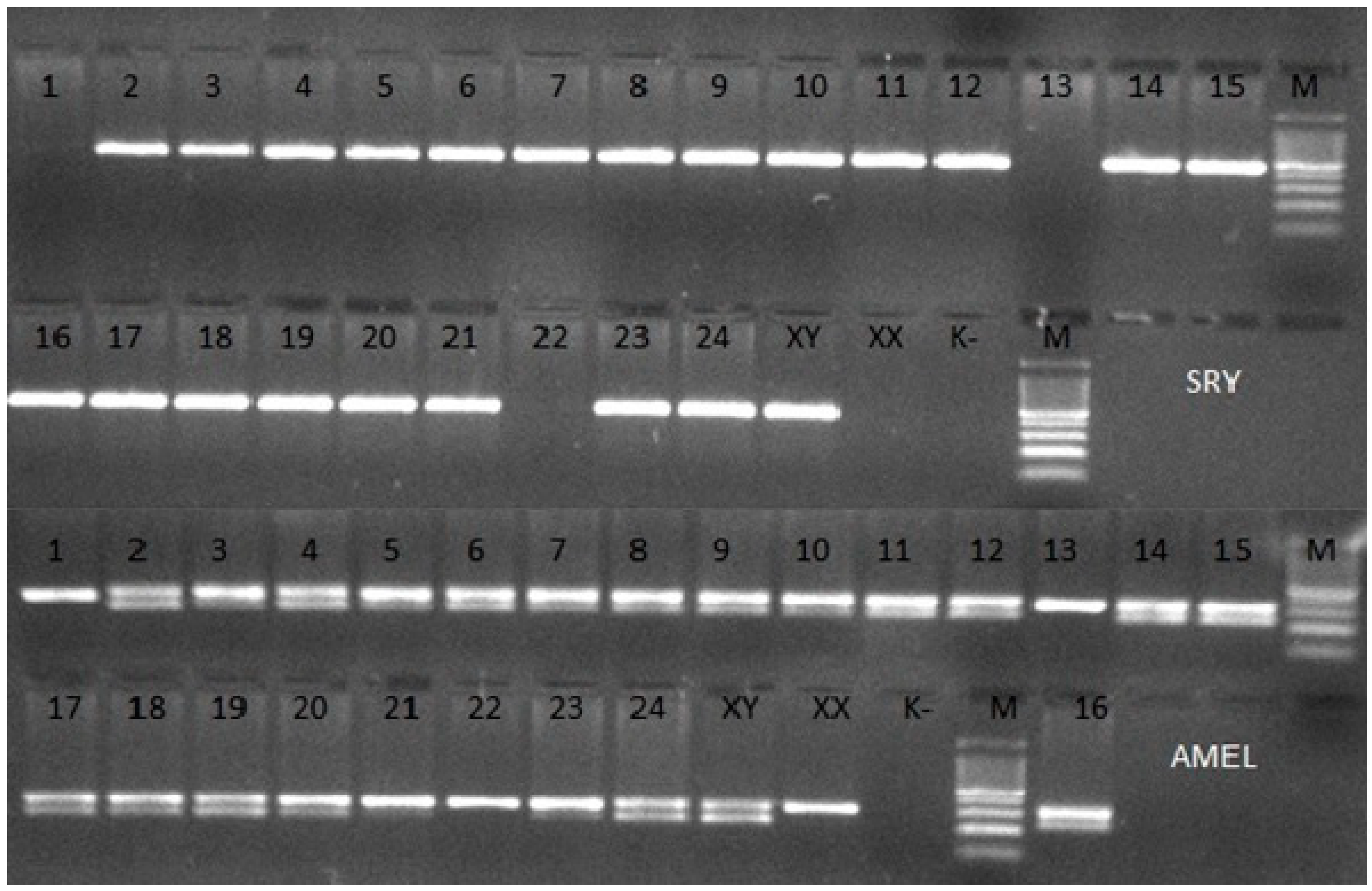 Animals 09 00971 g001 Animals 09 00971 g001