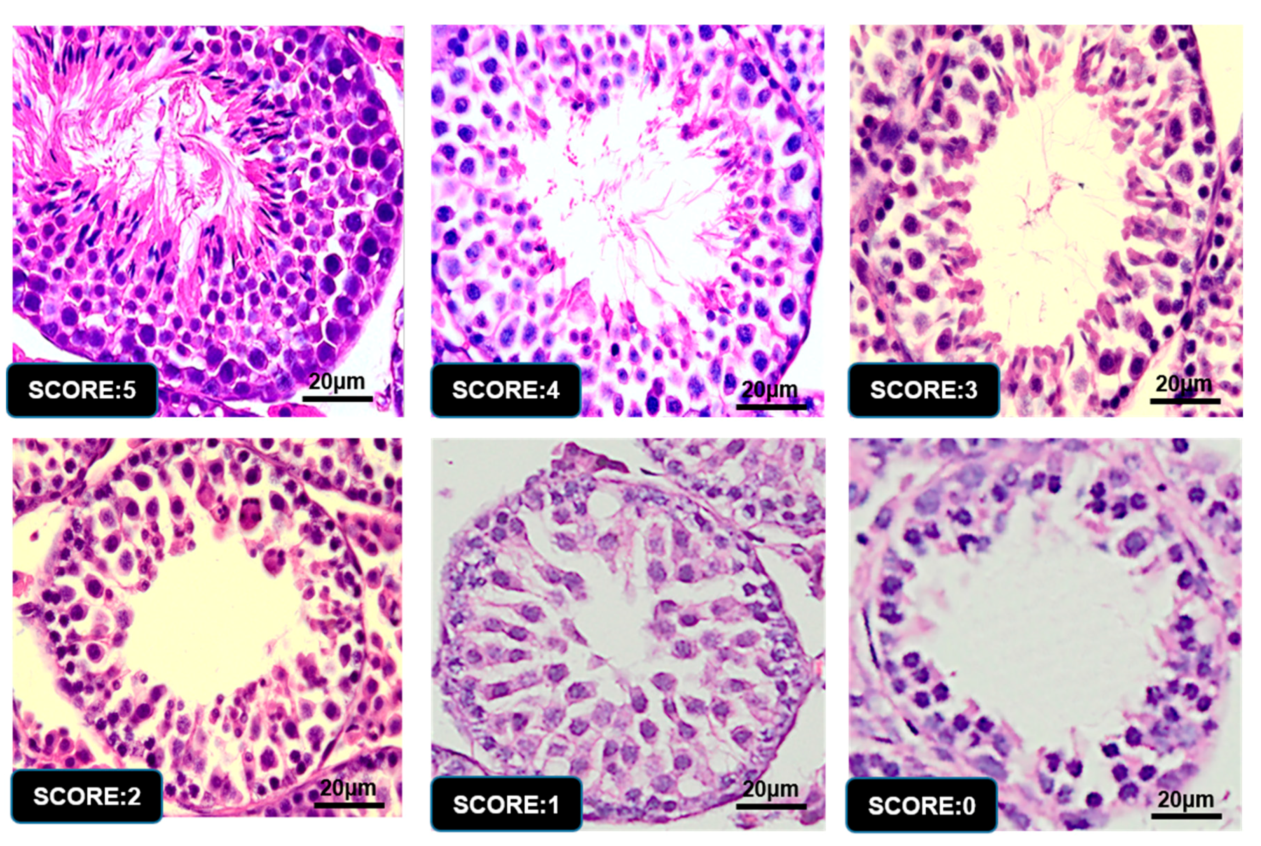 Animals 09 00977 g006