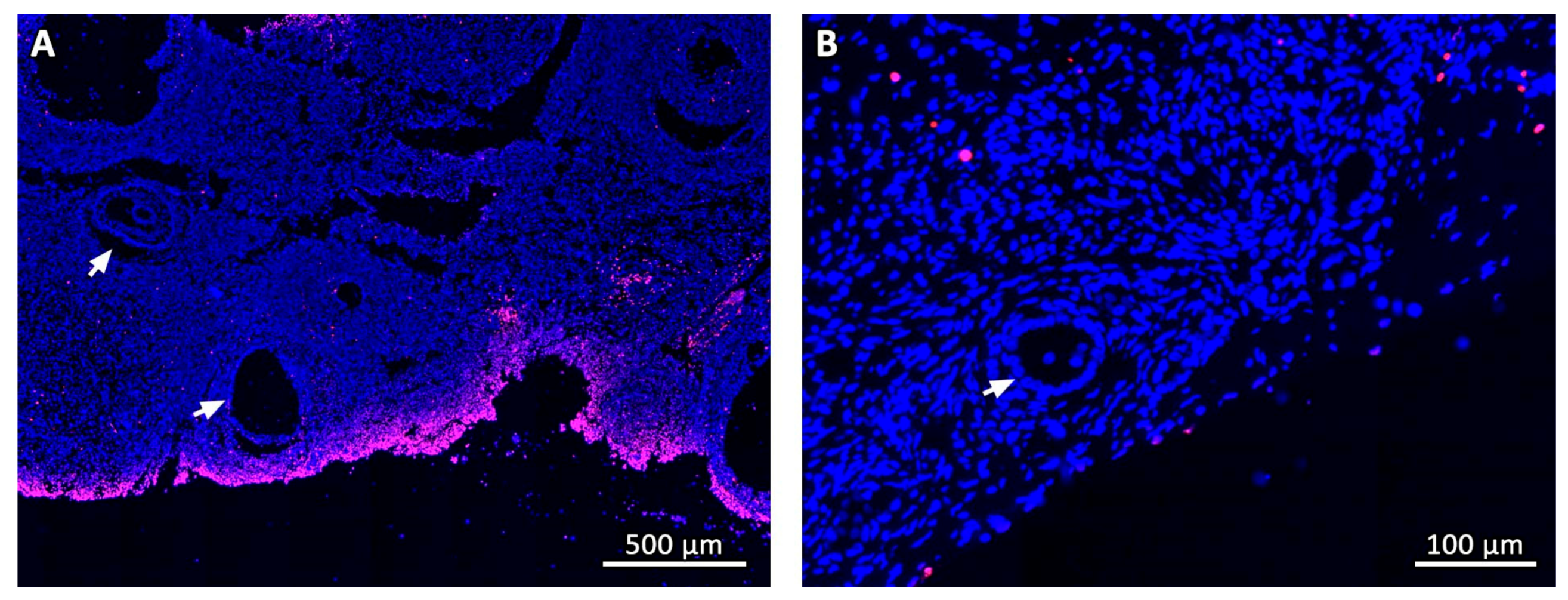 Animals 09 01065 g001