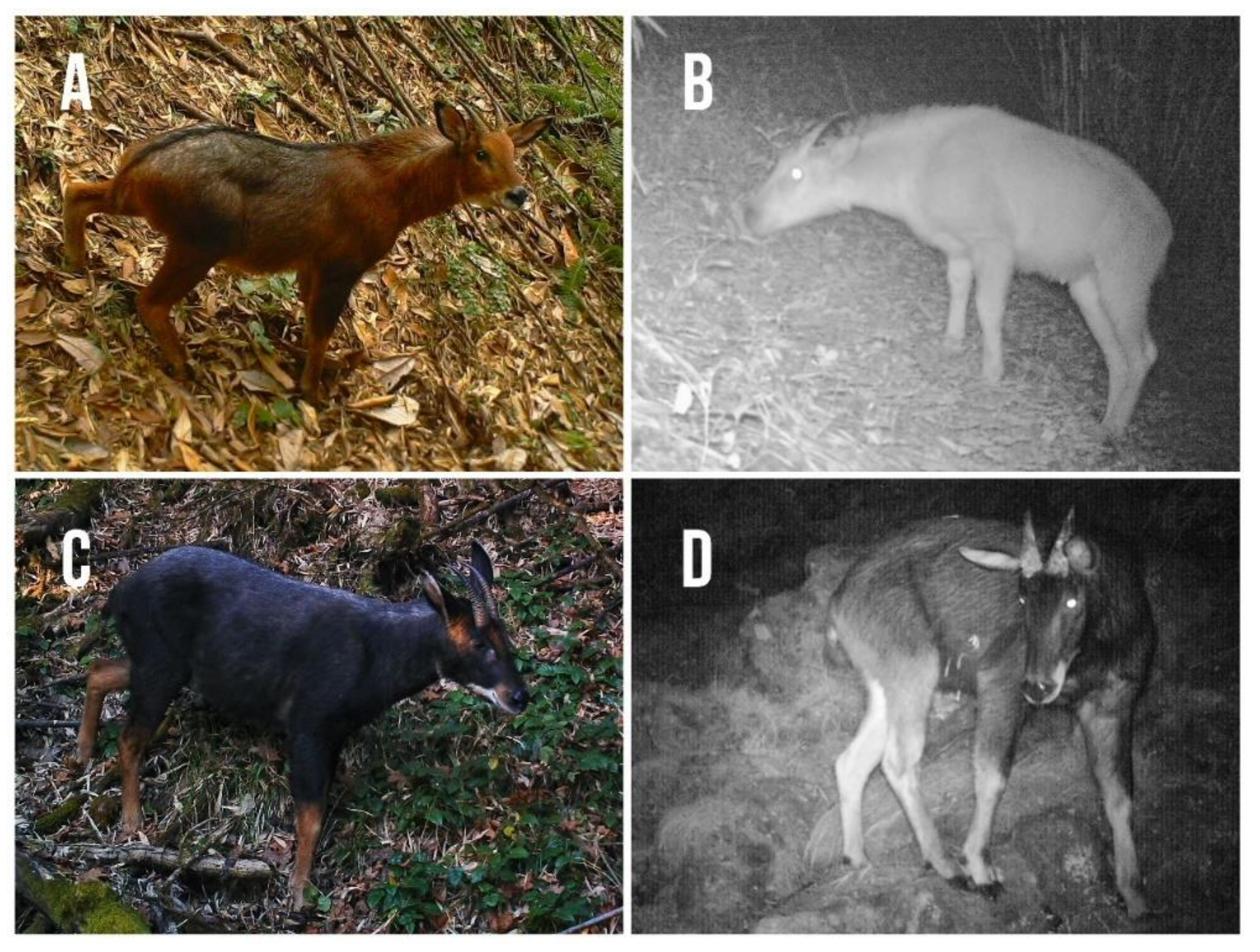 Animals 09 01071 g002