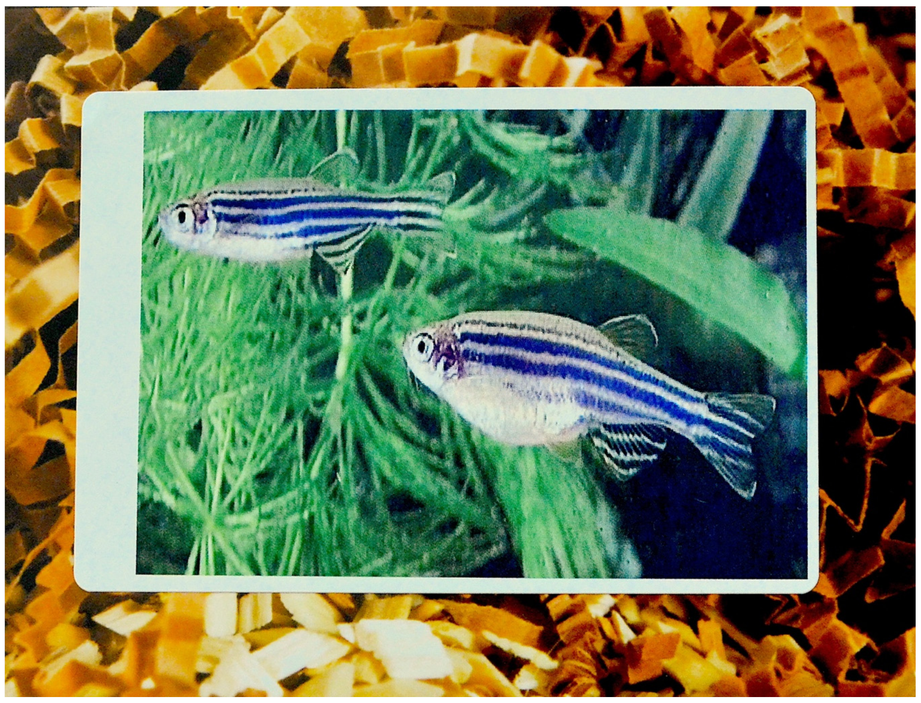 Animals 09 01075 g001 Animals 09 01075 g001