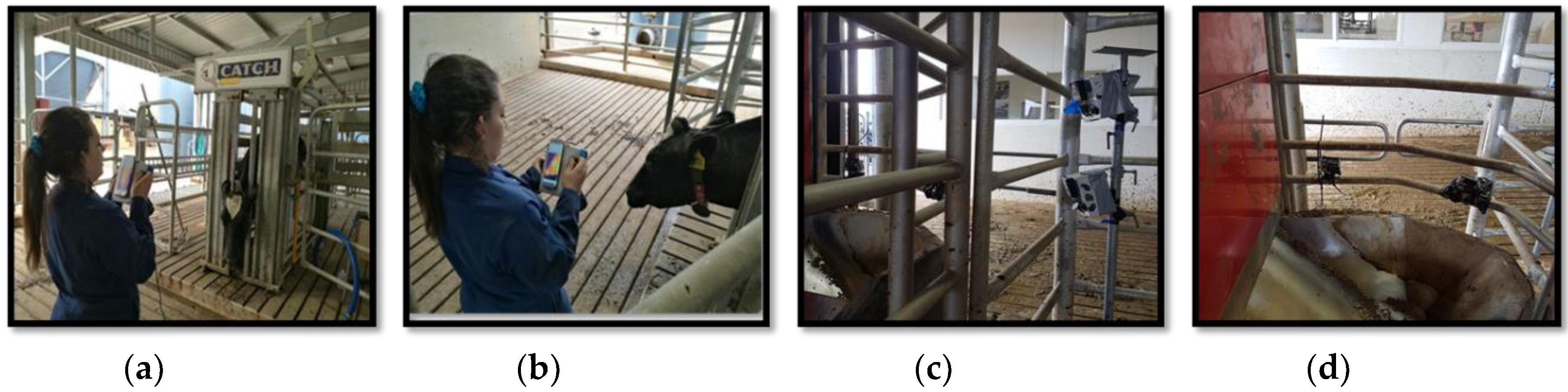 Animals 09 01089 g004