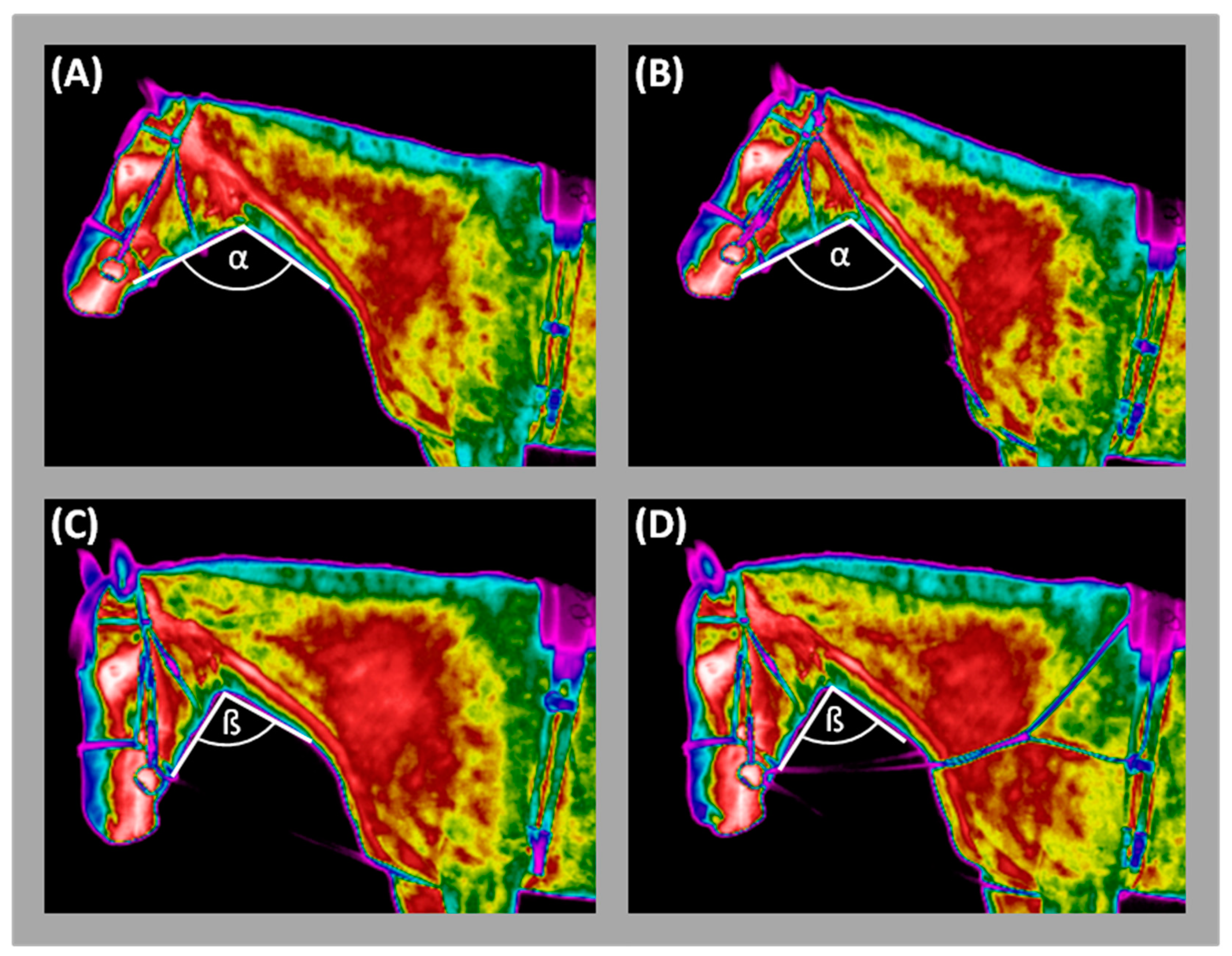 Animals 09 01095 g001