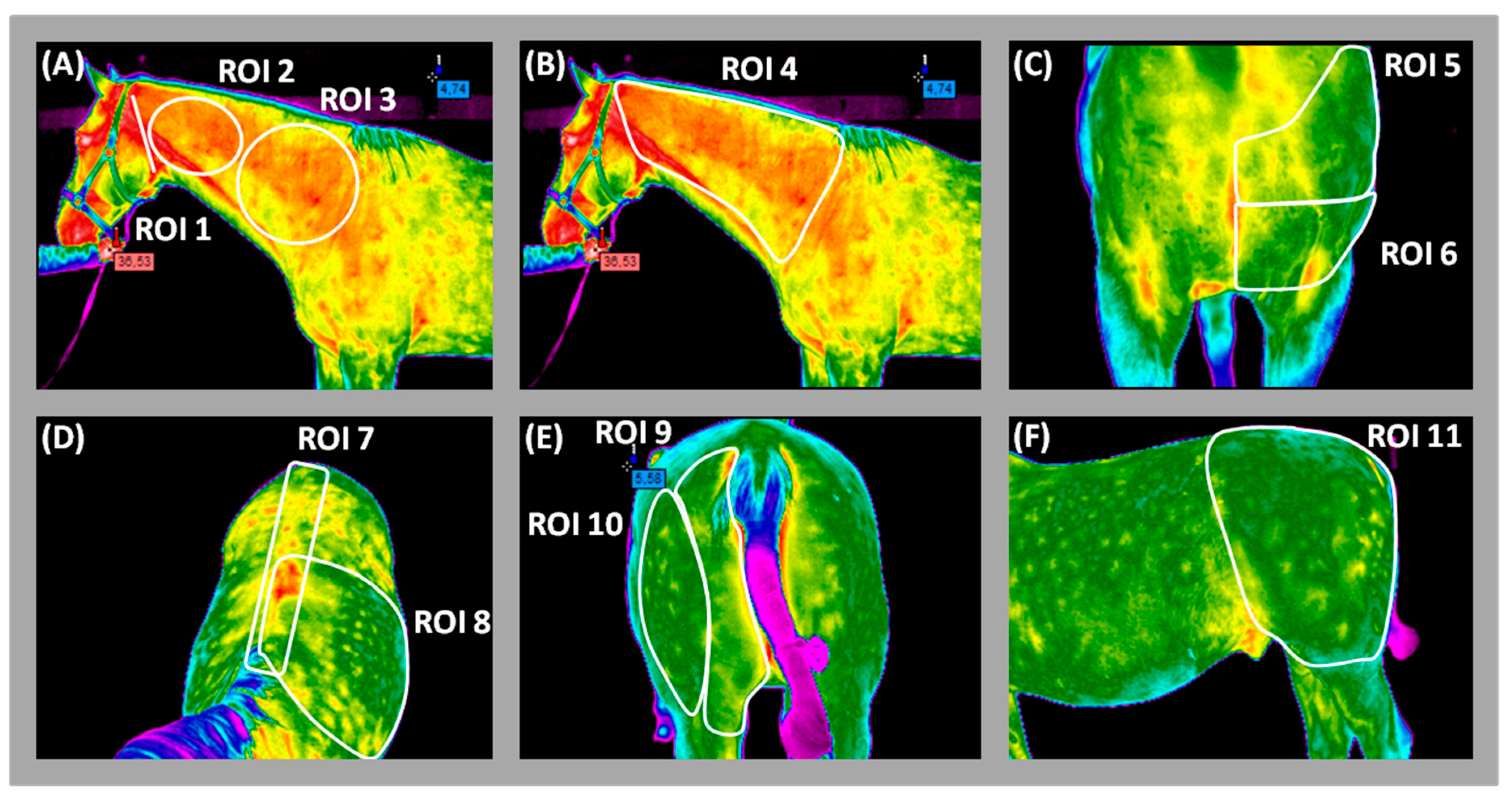 Animals 09 01095 g002