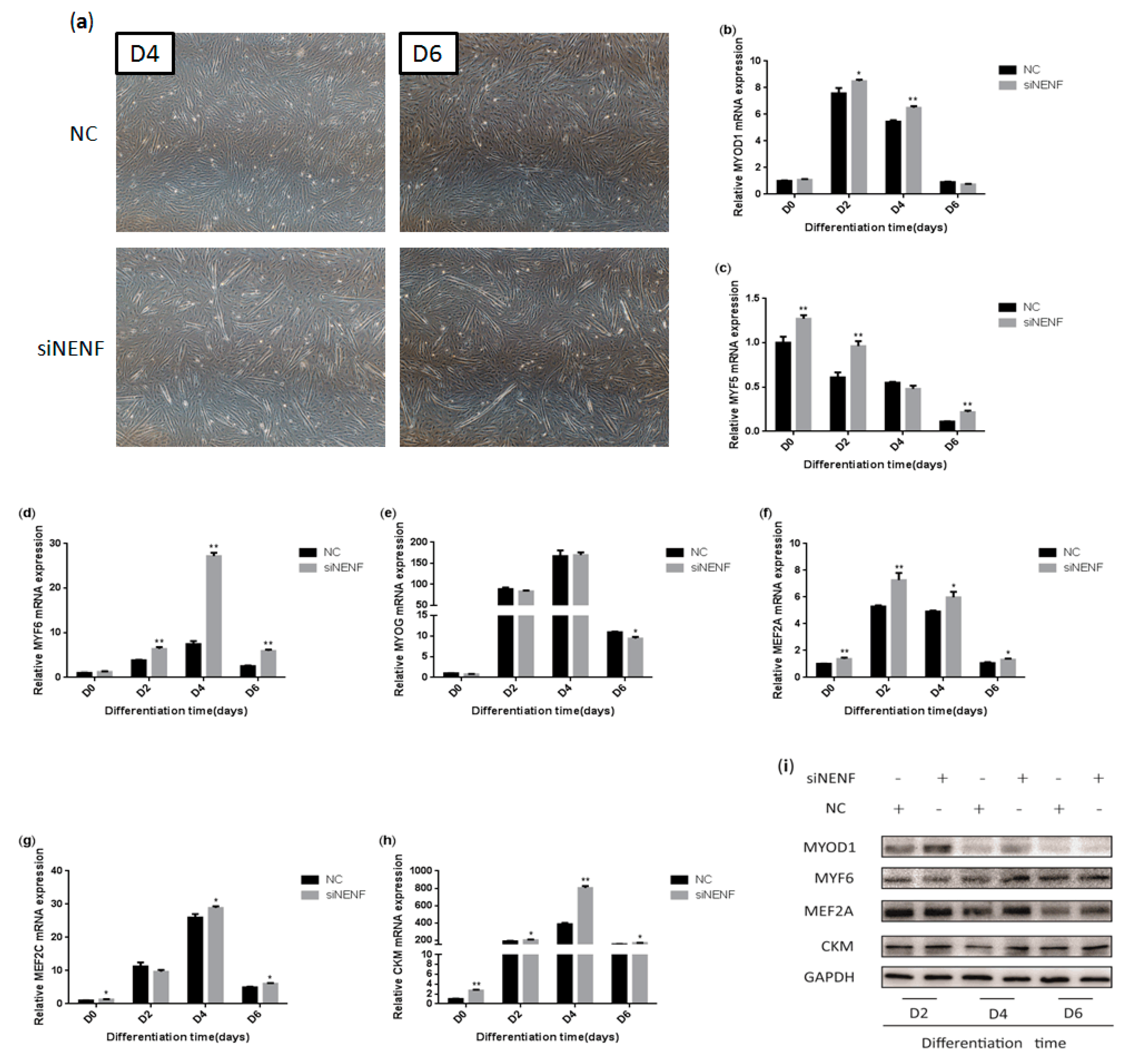 Animals 09 01109 g005