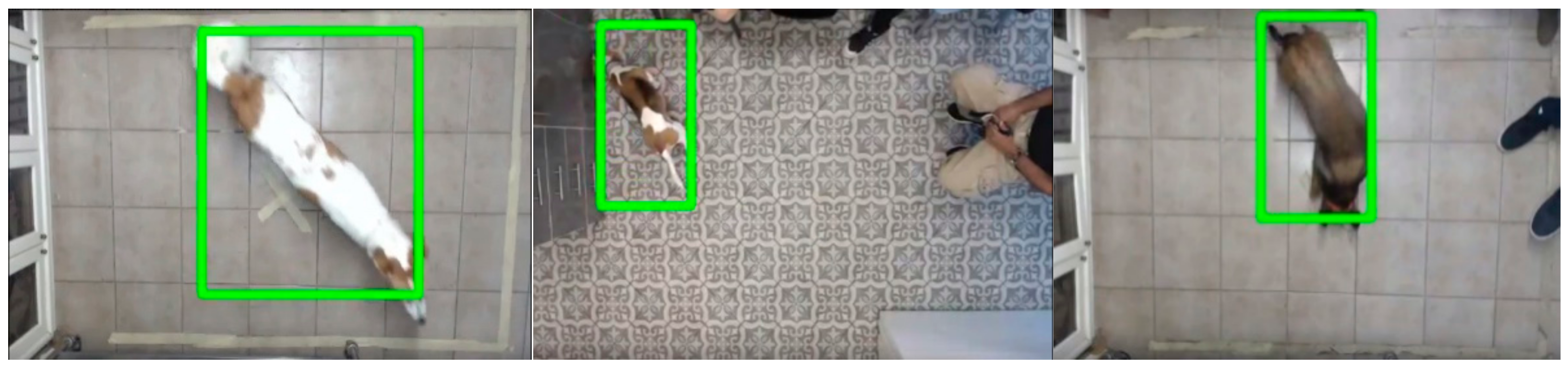 Animals 09 01140 g002