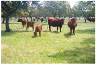 Animals 10 00162 i001 Animals 10 00162 i001