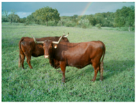 Animals 10 00162 i002 Animals 10 00162 i002