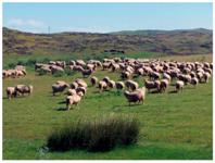 Animals 10 00162 i003 Animals 10 00162 i003