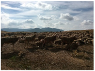 Animals 10 00162 i004 Animals 10 00162 i004