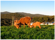 Animals 10 00162 i005 Animals 10 00162 i005