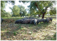 Animals 10 00162 i006 Animals 10 00162 i006