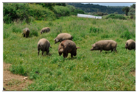 Animals 10 00162 i007 Animals 10 00162 i007